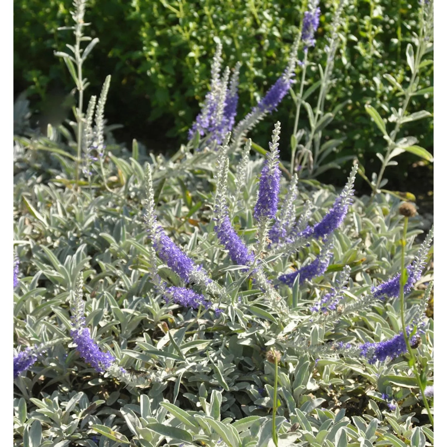 Silberblatt Ehrenpreis - Veronica spicata günstig online kaufen