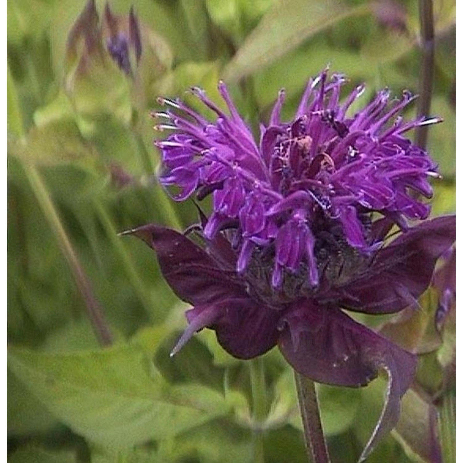 Indianernessel Blue Moon - Monarda fistulosa günstig online kaufen