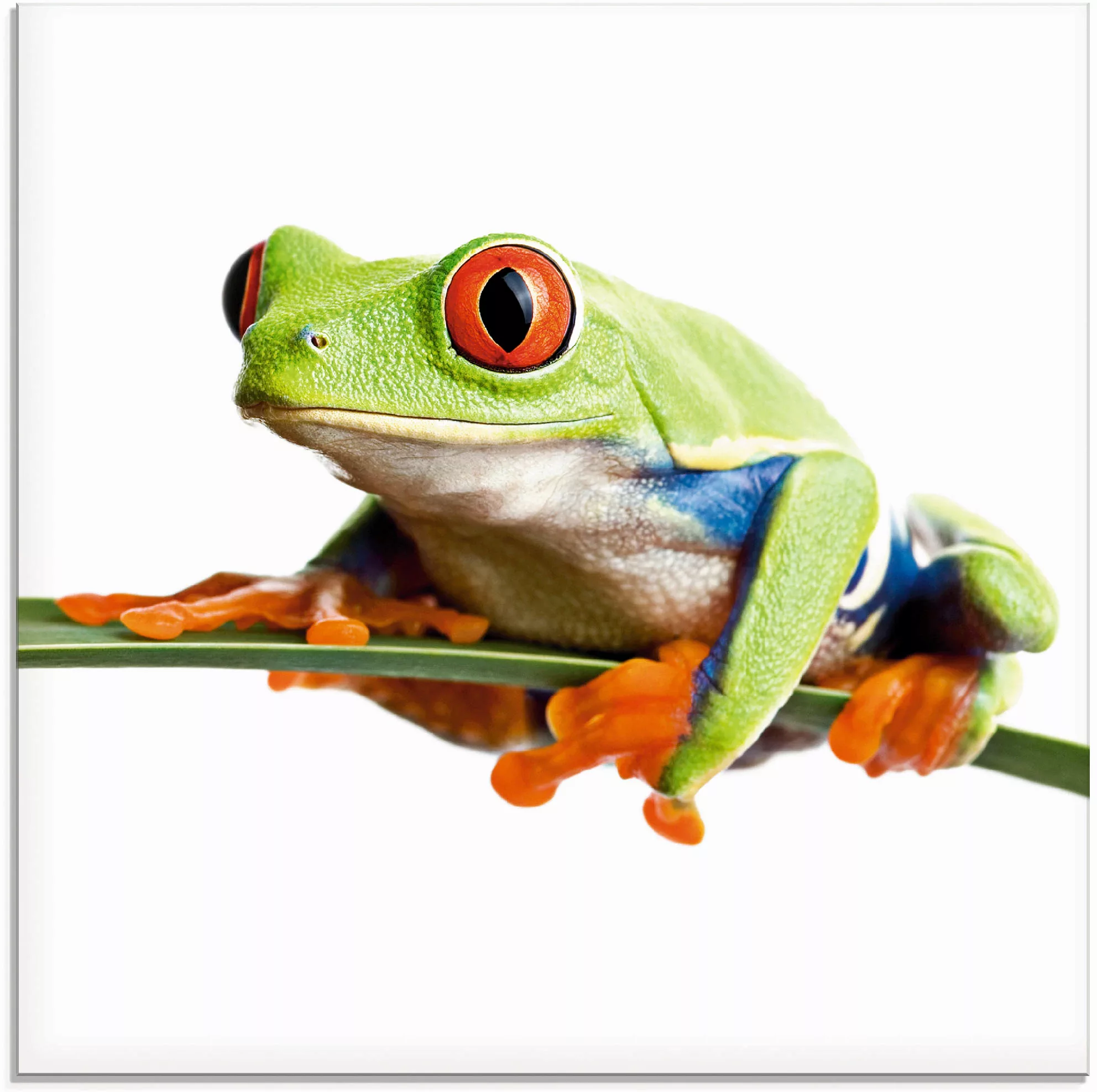 Artland Glasbild "Frosch auf einem Blatt", Wassertiere, (1 St.) günstig online kaufen