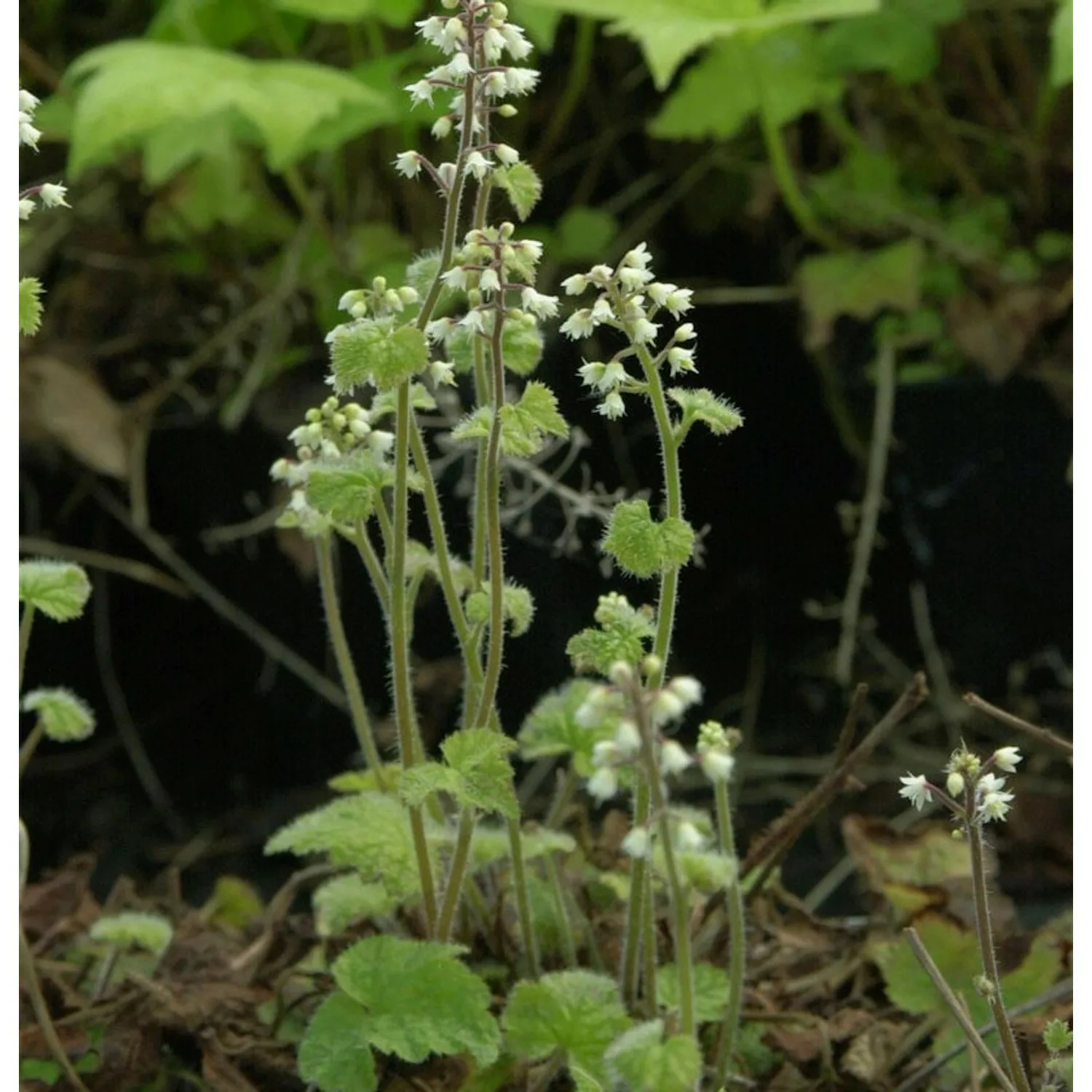 Herzblättrige Schaumblüte Filigram - Tiarella polyphylla günstig online kaufen