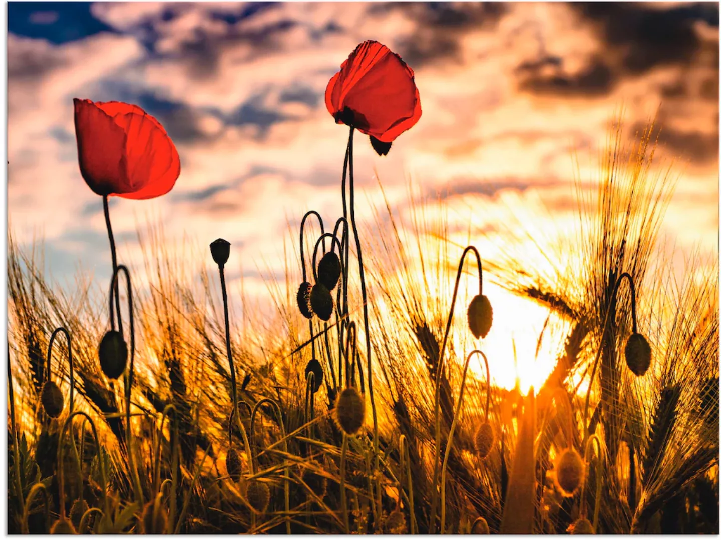 Artland Wandbild "Mohnblumen im Sonnenuntergang", Blumen, (1 St.), als Alub günstig online kaufen