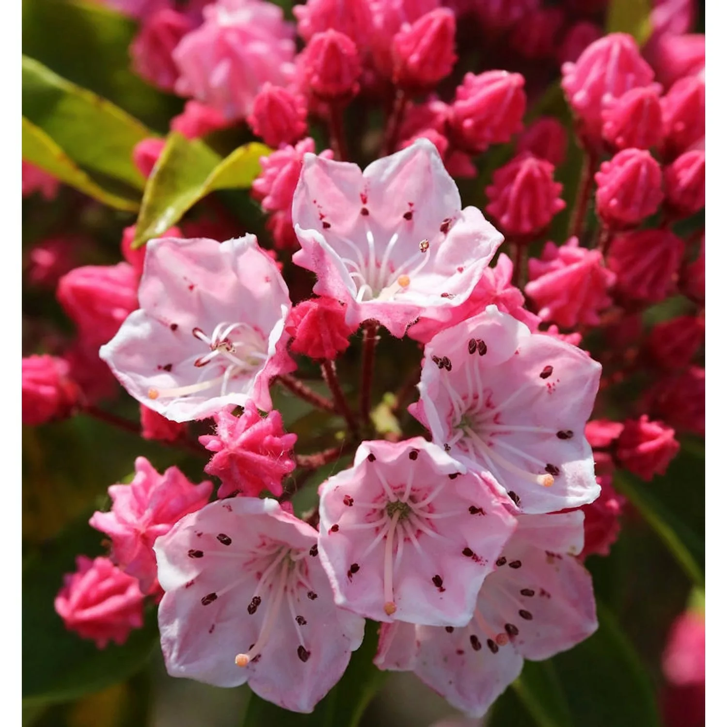 Berglorbeer Ostbo Red 30-40cm - Kalmia latifolia günstig online kaufen