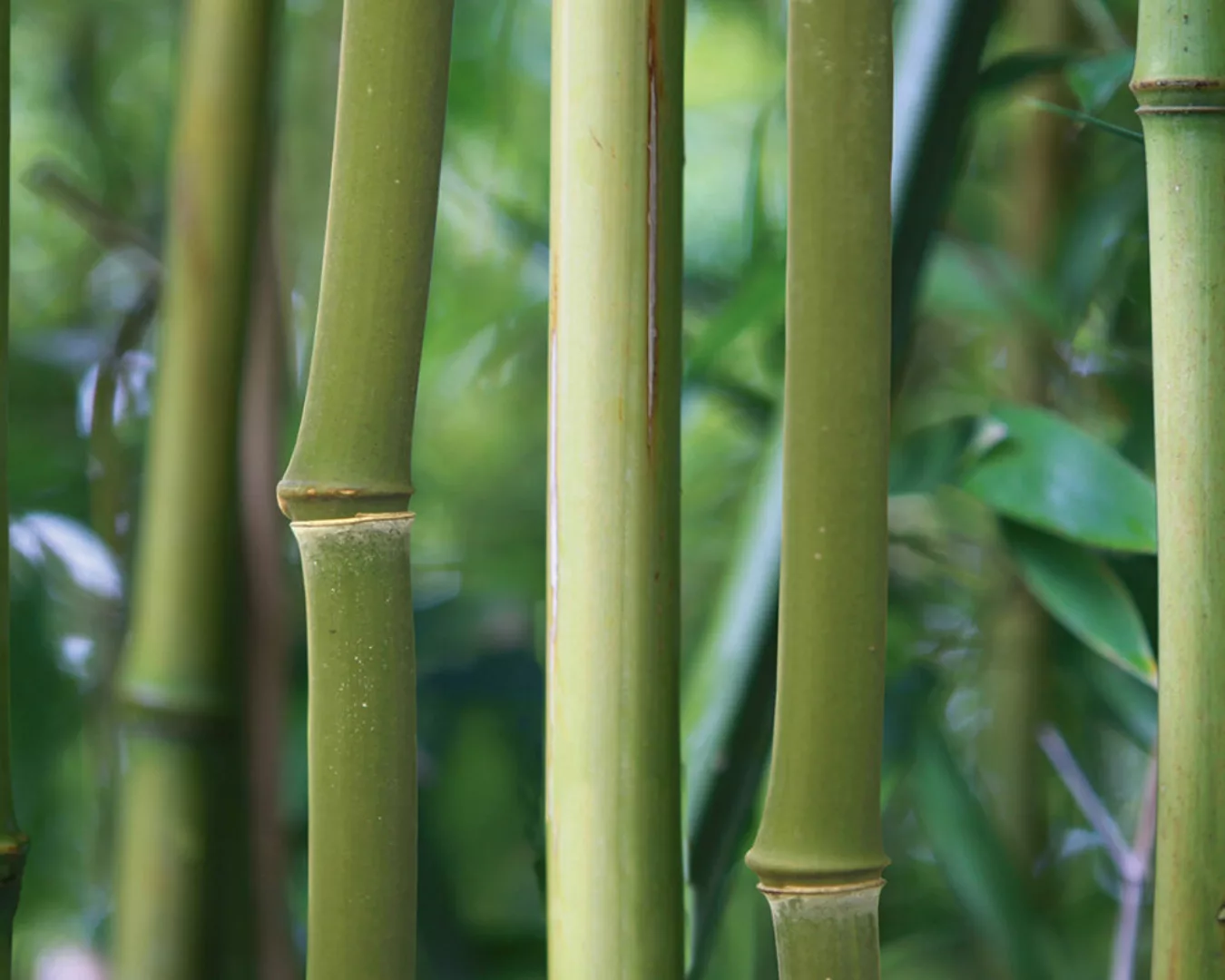 Fototapete "Bambus" 4,00x2,50 m / Glattvlies Perlmutt günstig online kaufen