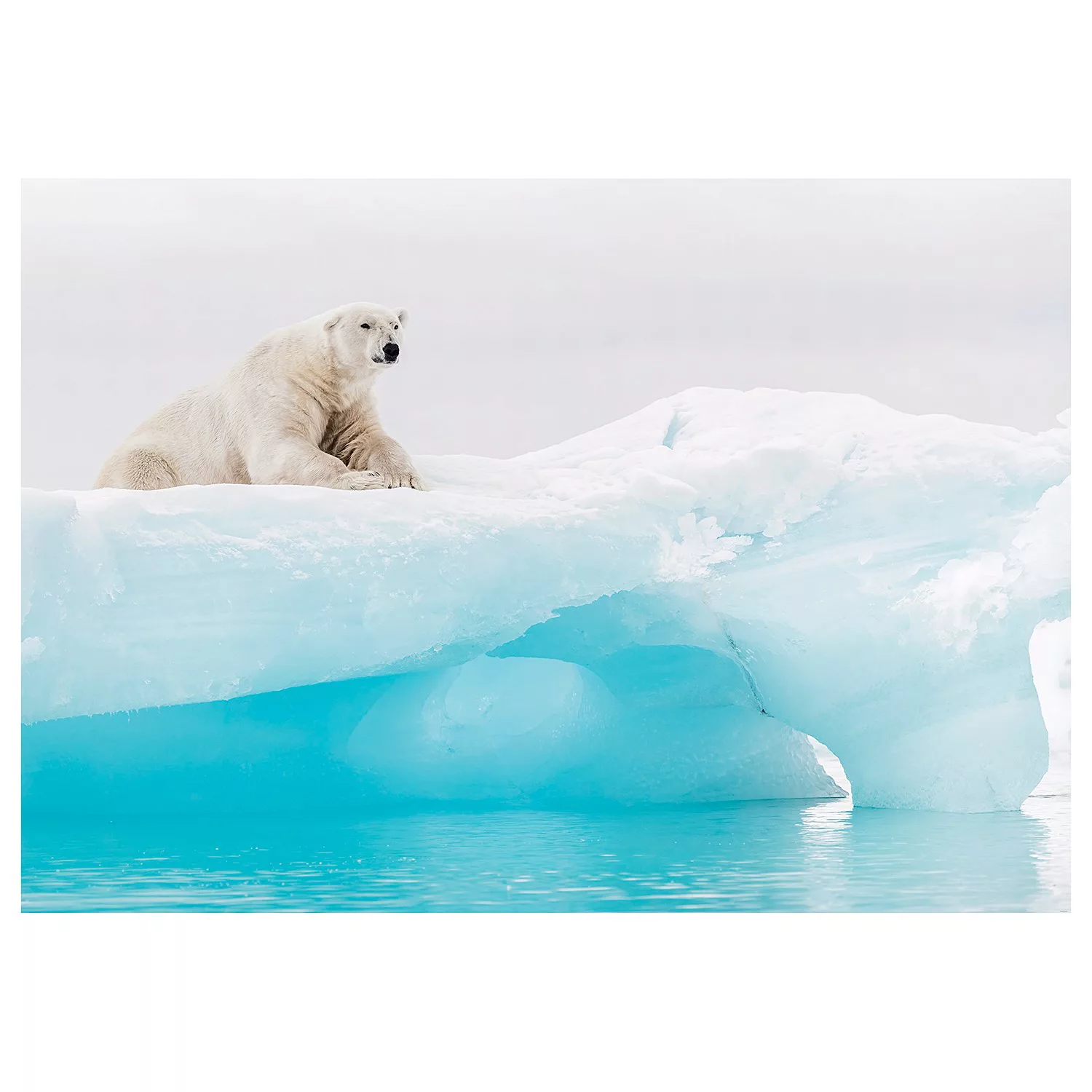 KOMAR Vlies Fototapete - Arctic Polar Bear - Größe 400 x 280 cm mehrfarbig günstig online kaufen