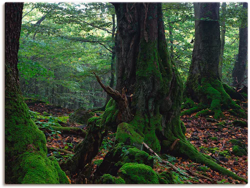 Artland Leinwandbild "Alte Bäume am Kraterrand", Wald, (1 St.), auf Keilrah günstig online kaufen