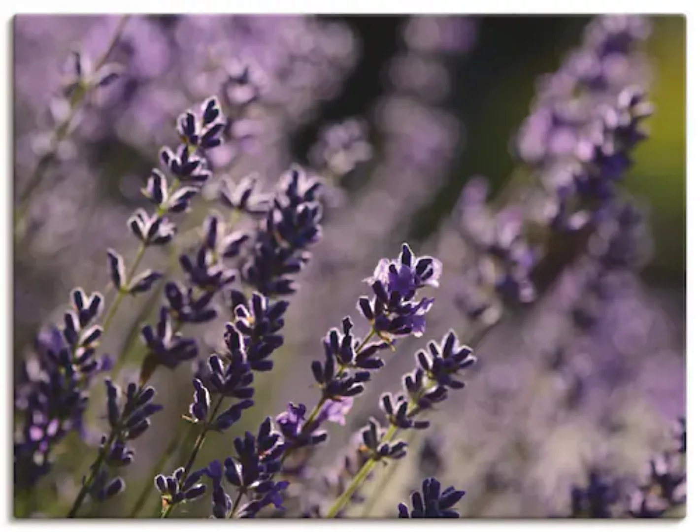 Artland Wandbild »Lavendel«, Blumen, (1 St.), als Leinwandbild in verschied günstig online kaufen