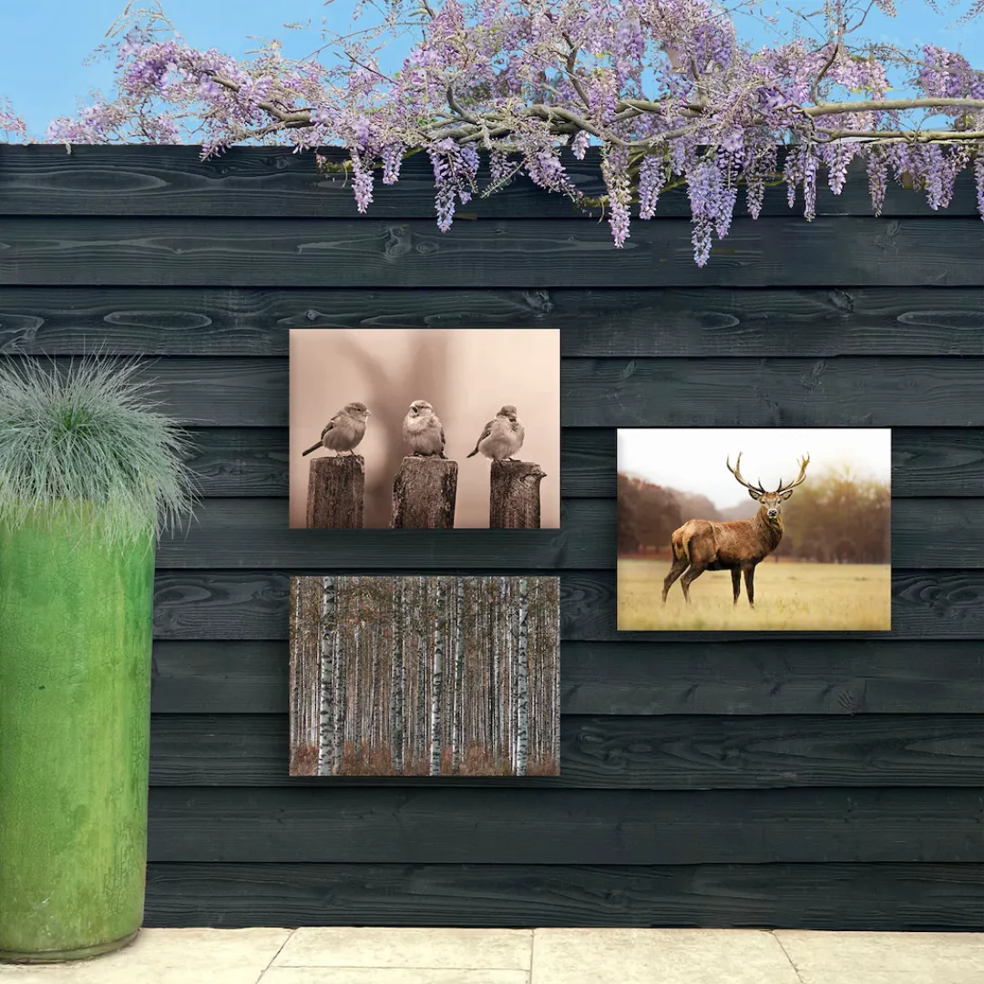Art for the home Leinwandbild "Outdoor Birkenwald 50x70cm", (1 St.) günstig online kaufen