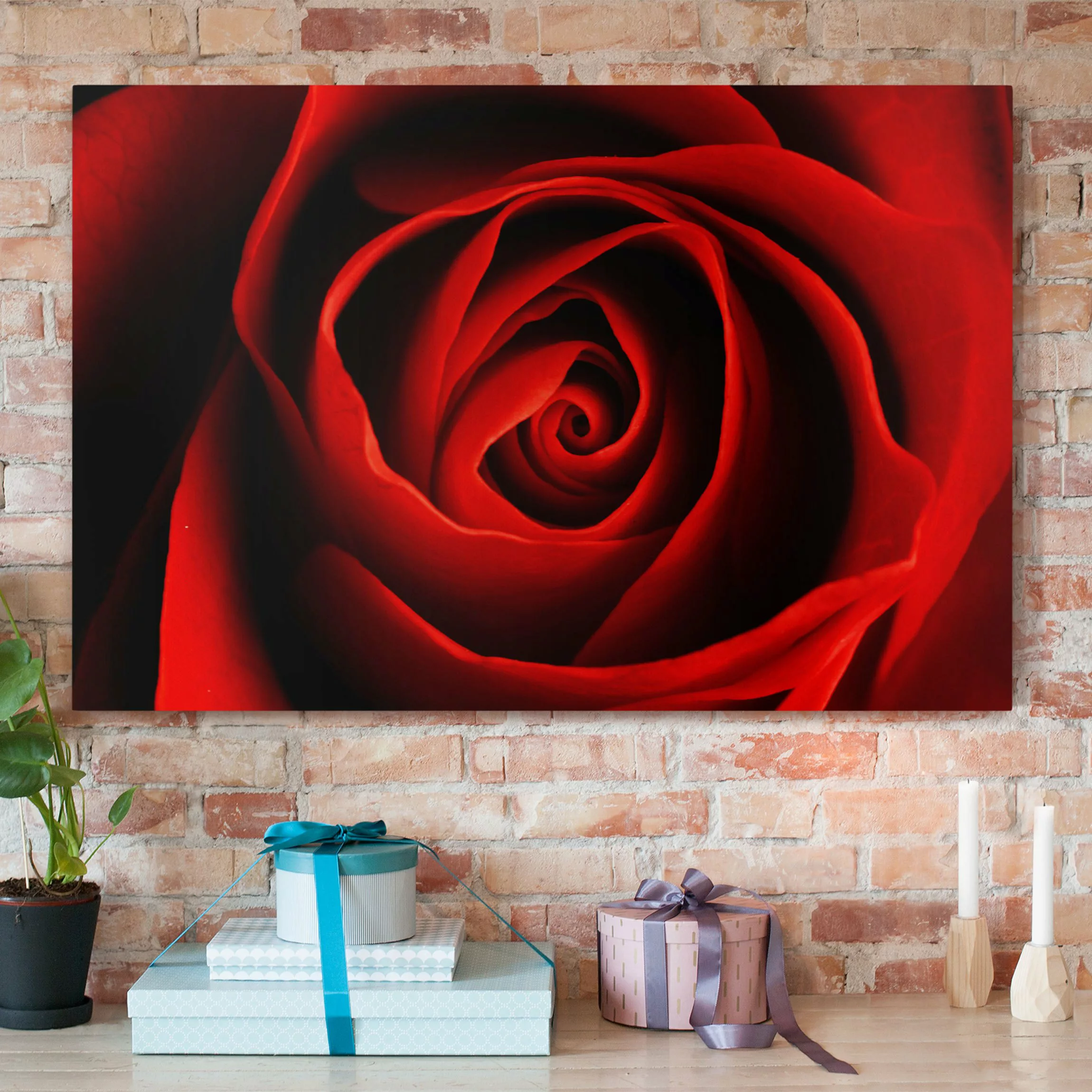 Leinwandbild Blumen - Querformat Liebliche Rose günstig online kaufen