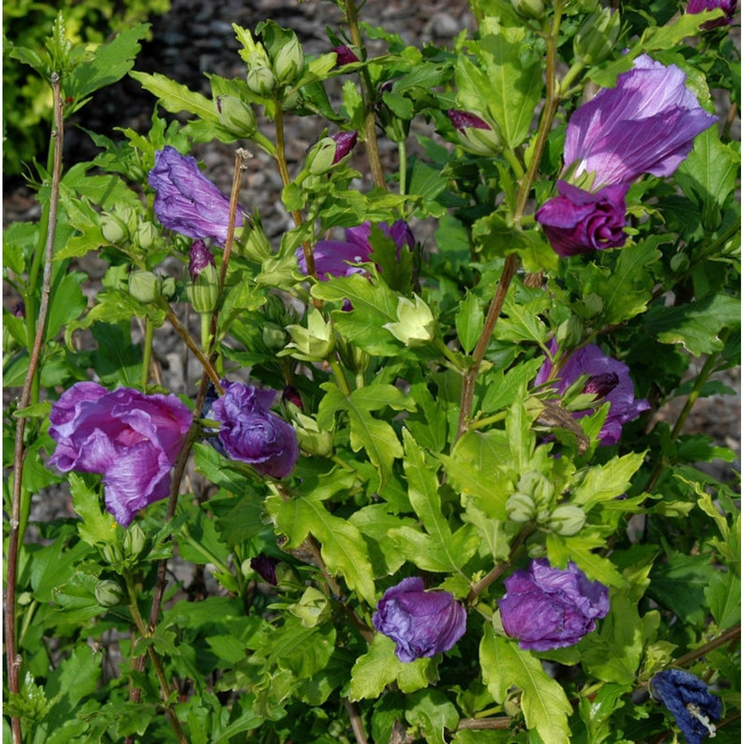 Garteneibisch Russian Violet 60-80cm - Hibiscus günstig online kaufen