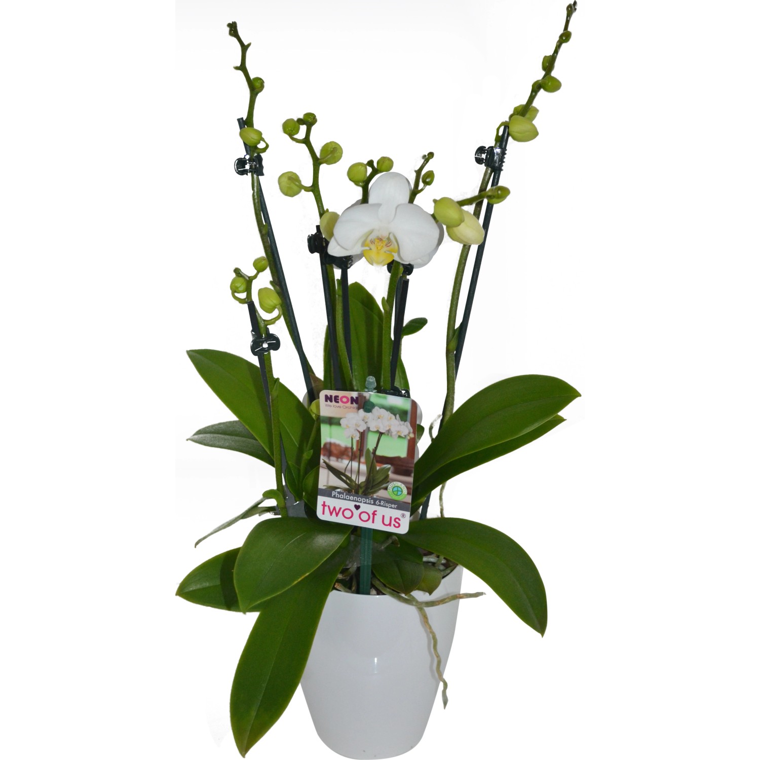 Schmetterlings-Orchidee 6+ Rispen Weiß Topf-Ø ca. 12 cm Phalaenopsis günstig online kaufen