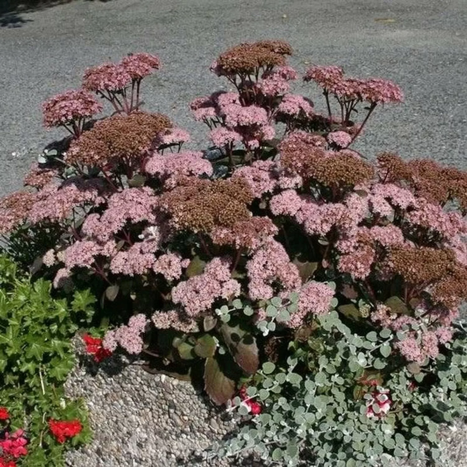 Große Fetthenne Red Globe - Sedum telephium günstig online kaufen