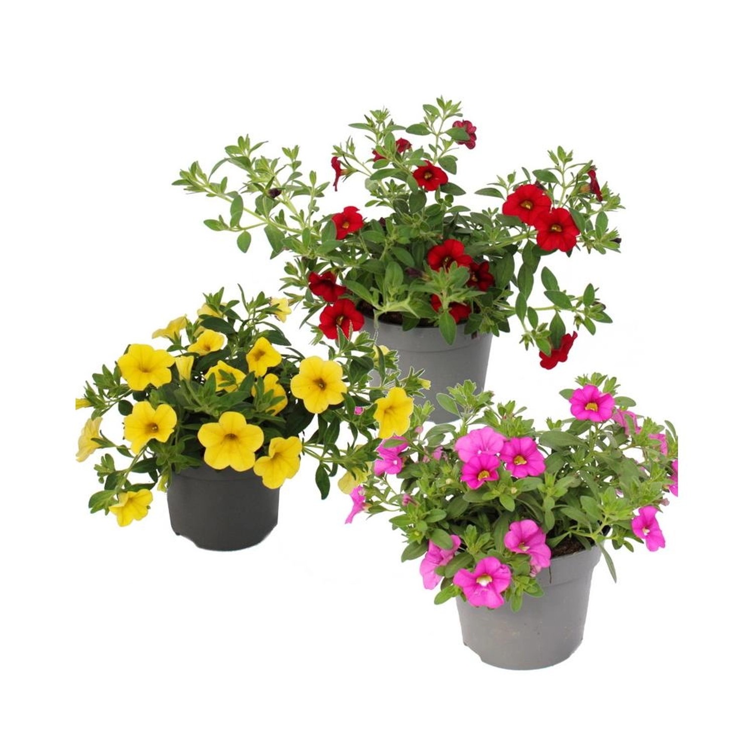 Exotenherz Zauberglöckchen Minihängepetunie Calibrachoa 12cm Topf Set mit 3 günstig online kaufen