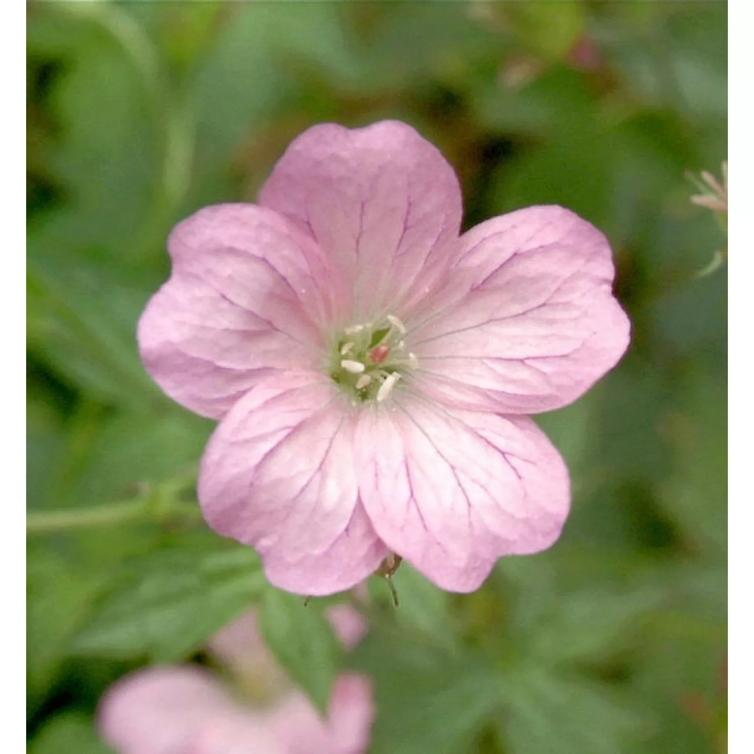 Storchenschnabel Wargrave Pink - Geranium oxonianum günstig online kaufen