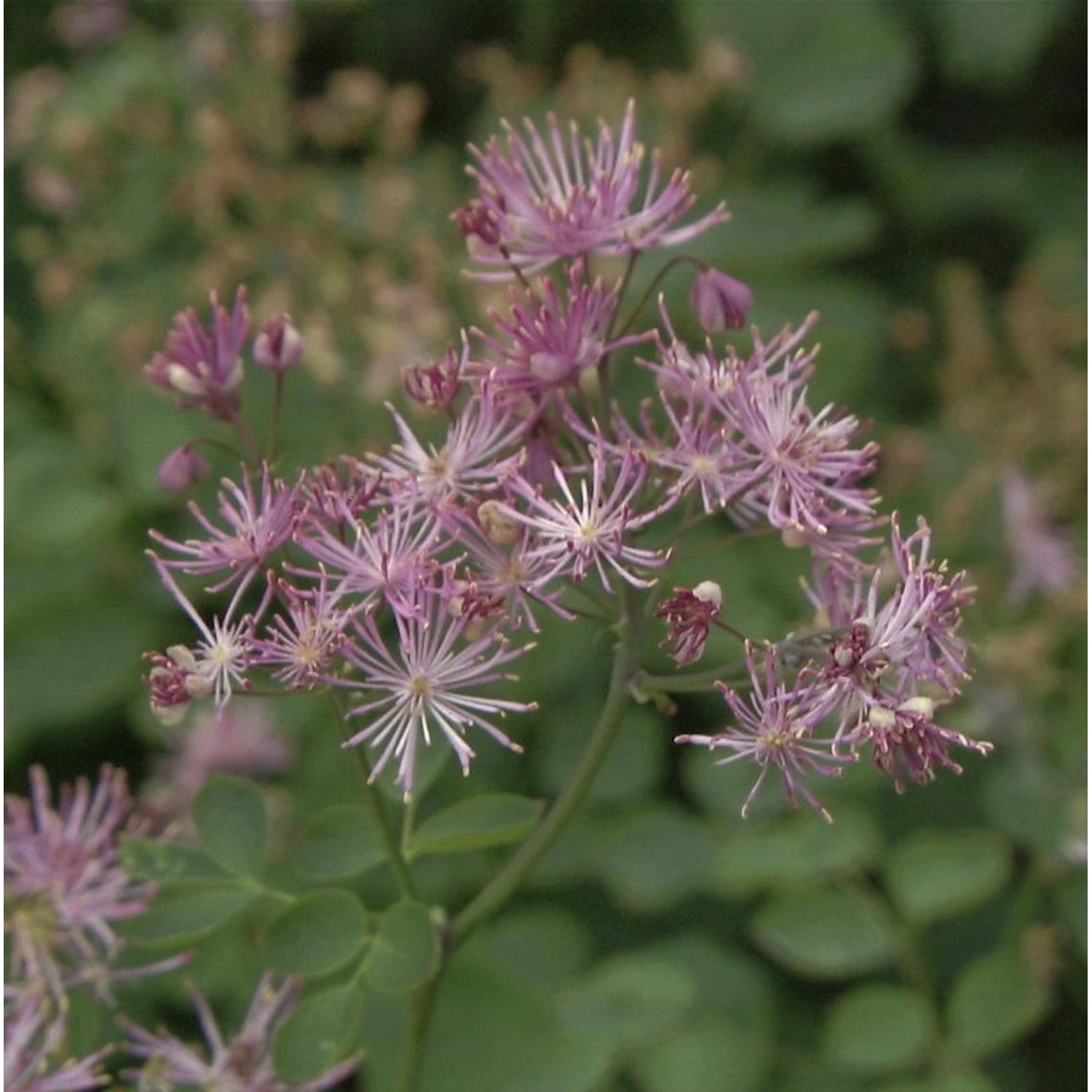 Akeleiblättrige Wiesenraute Purpureum - Thalictrum aquilegifolium günstig online kaufen