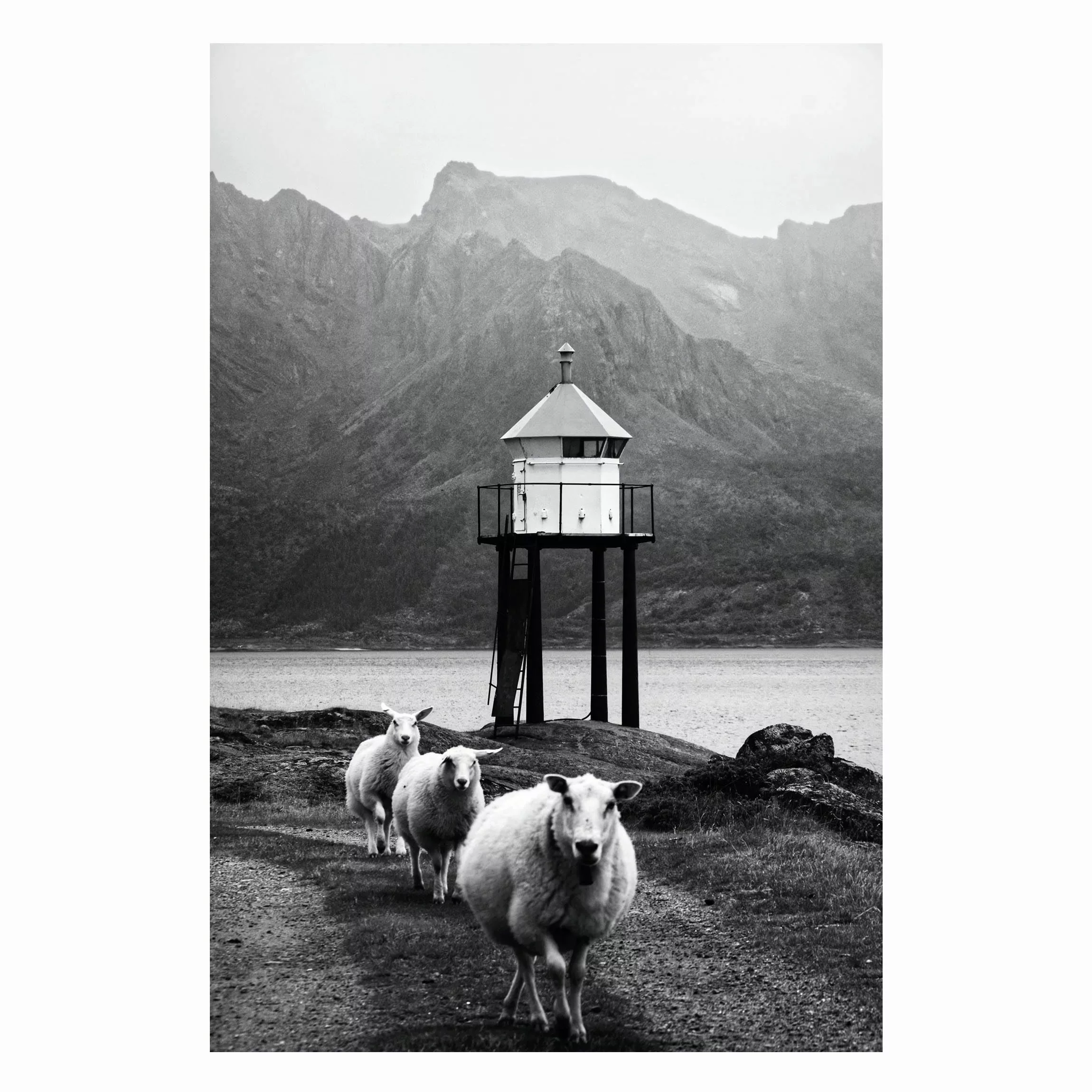 Magnettafel Drei Schafe auf den Lofoten günstig online kaufen