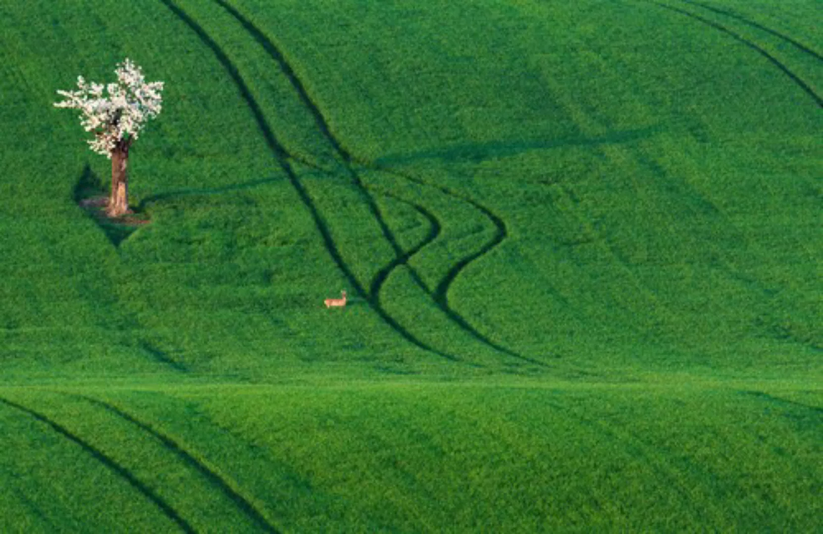 Papermoon Fototapete »Feld mit Baum« günstig online kaufen