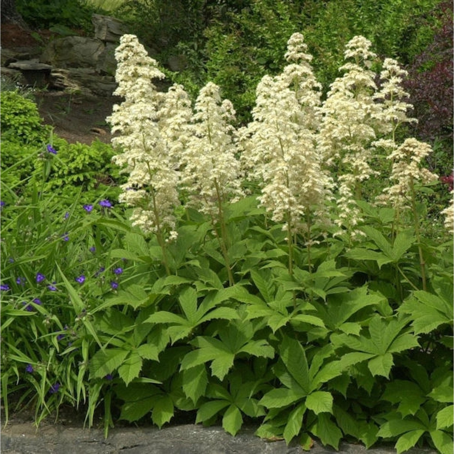 Kastanienblättriges Schaublatt - Rodgersia aesculifolia günstig online kaufen