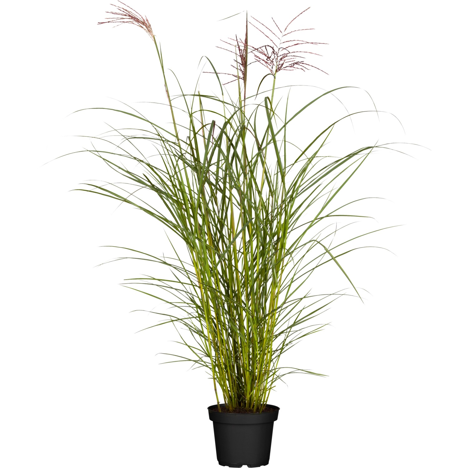 GROW by OBI Chinaschilf Ferner Osten Topf-Ø ca. 22 cm Miscanthus sinensis günstig online kaufen
