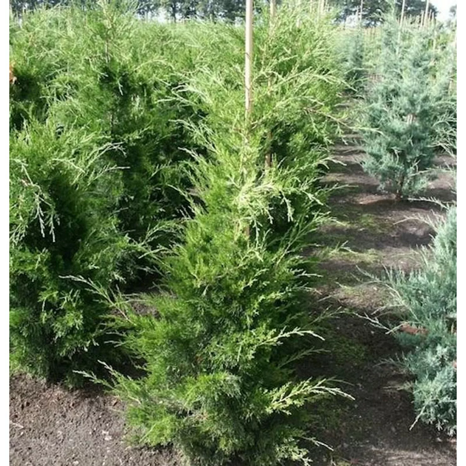 Zypressen Wacholder Canaeetii 60-80cm - Juniperus virginiana günstig online kaufen