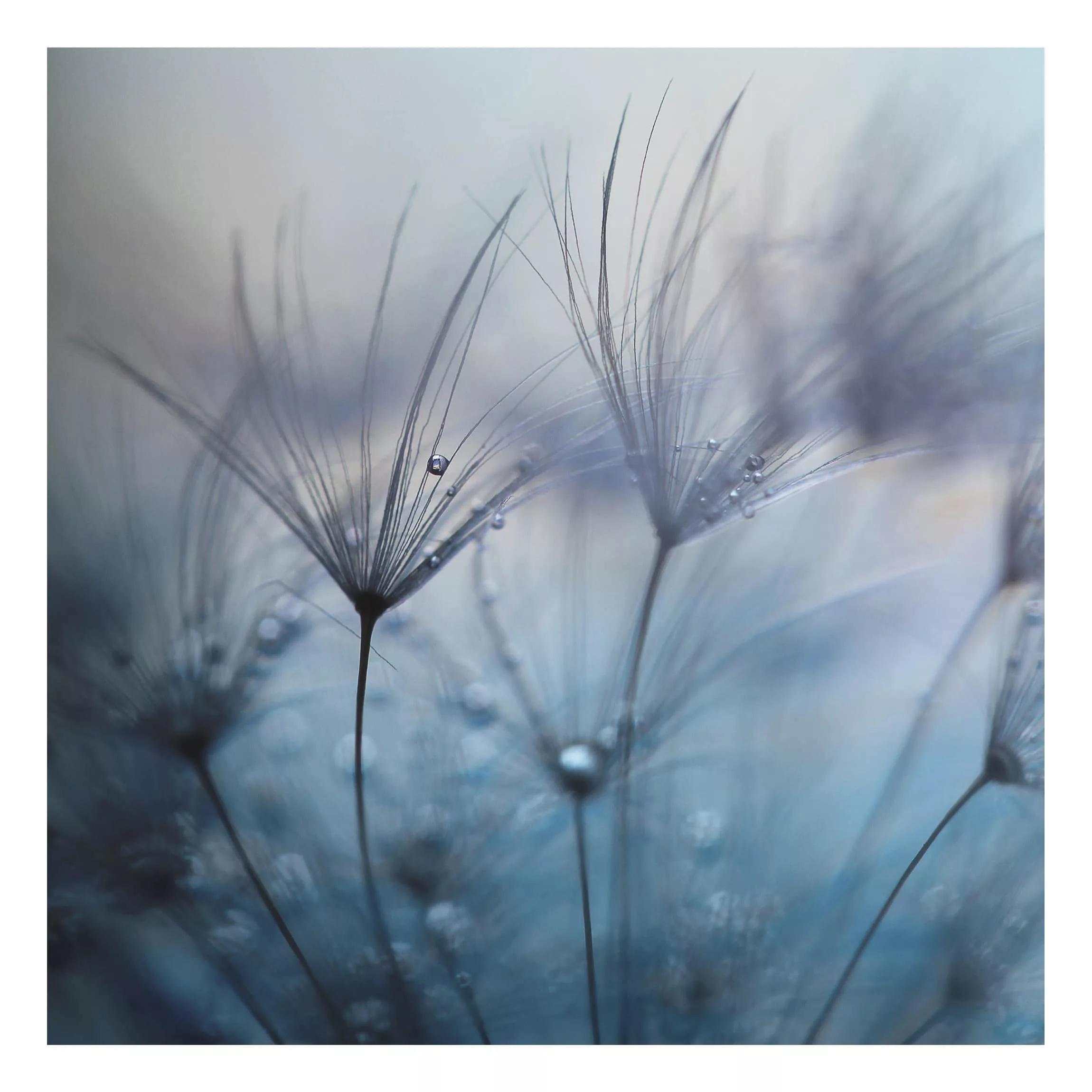 Alu-Dibond Bild Blumen - Quadrat Blaue Federn im Regen günstig online kaufen