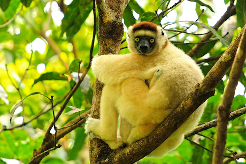 Papermoon Fototapete »MAKI LEMOR MIT BABY-MADAGASKAR AFFE TIERE BAUM« günstig online kaufen