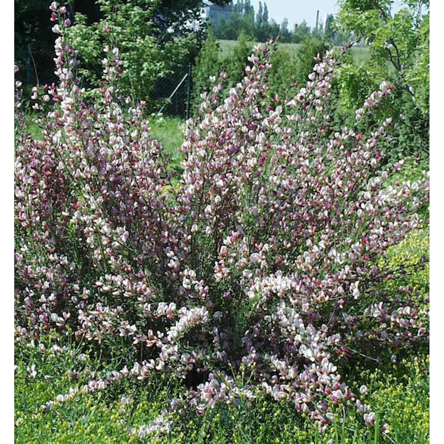 Edelginster Moyclare Pink 60-80cm - Cytisus scoparius günstig online kaufen