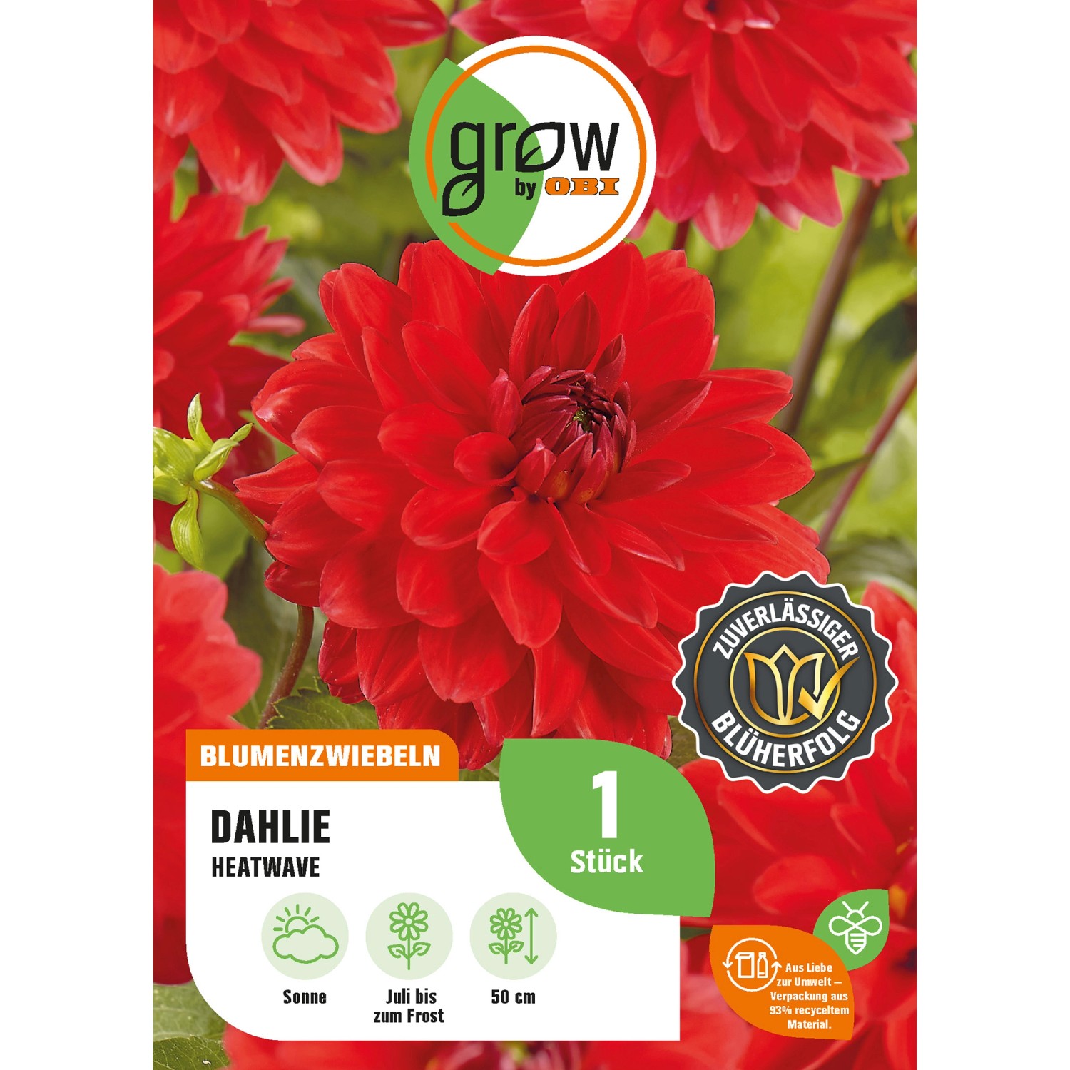 GROW by OBI Dahlie Heatwave Höhe ca. 50 cm günstig online kaufen