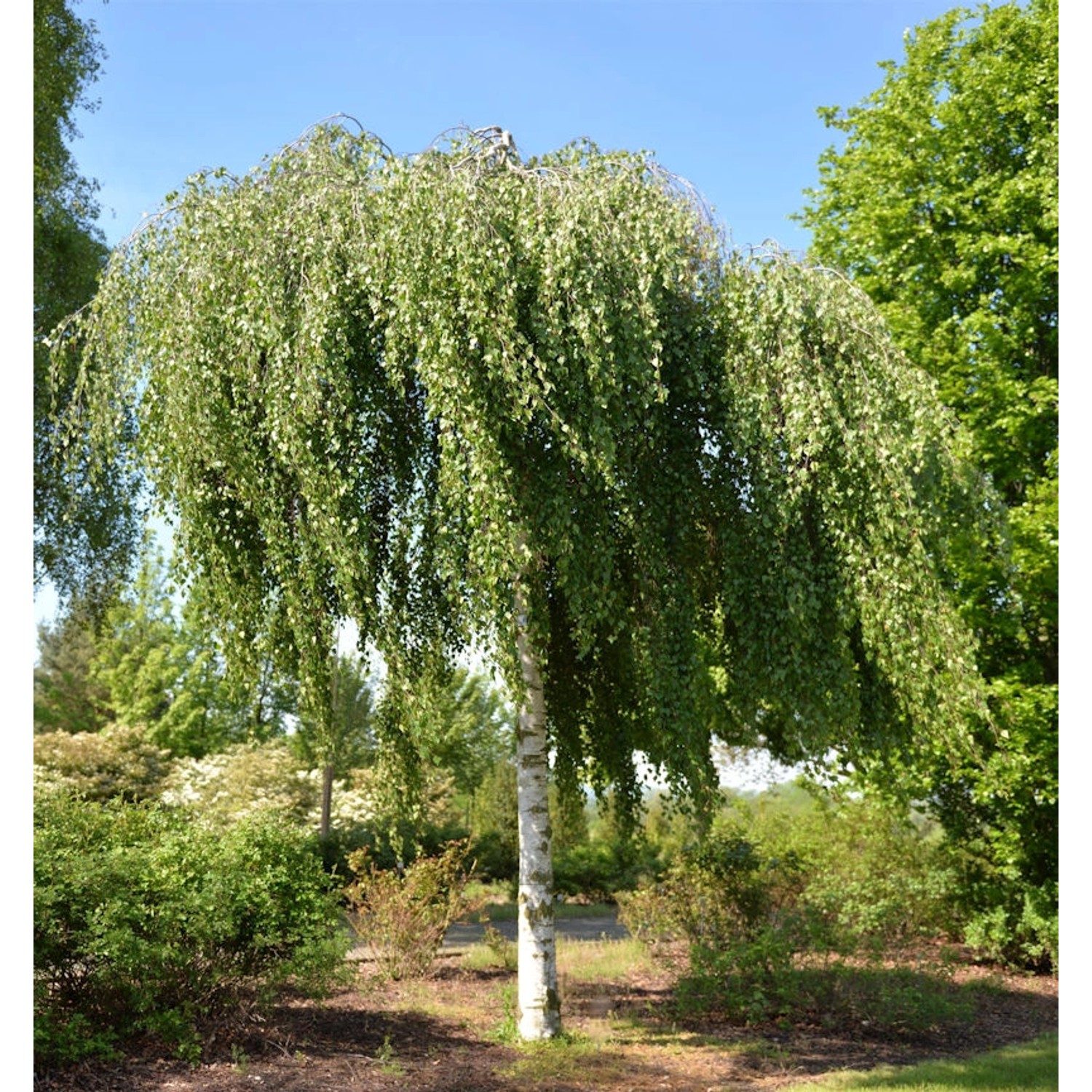 Hängebirke Tristis 125-150cm - Betula pendula günstig online kaufen