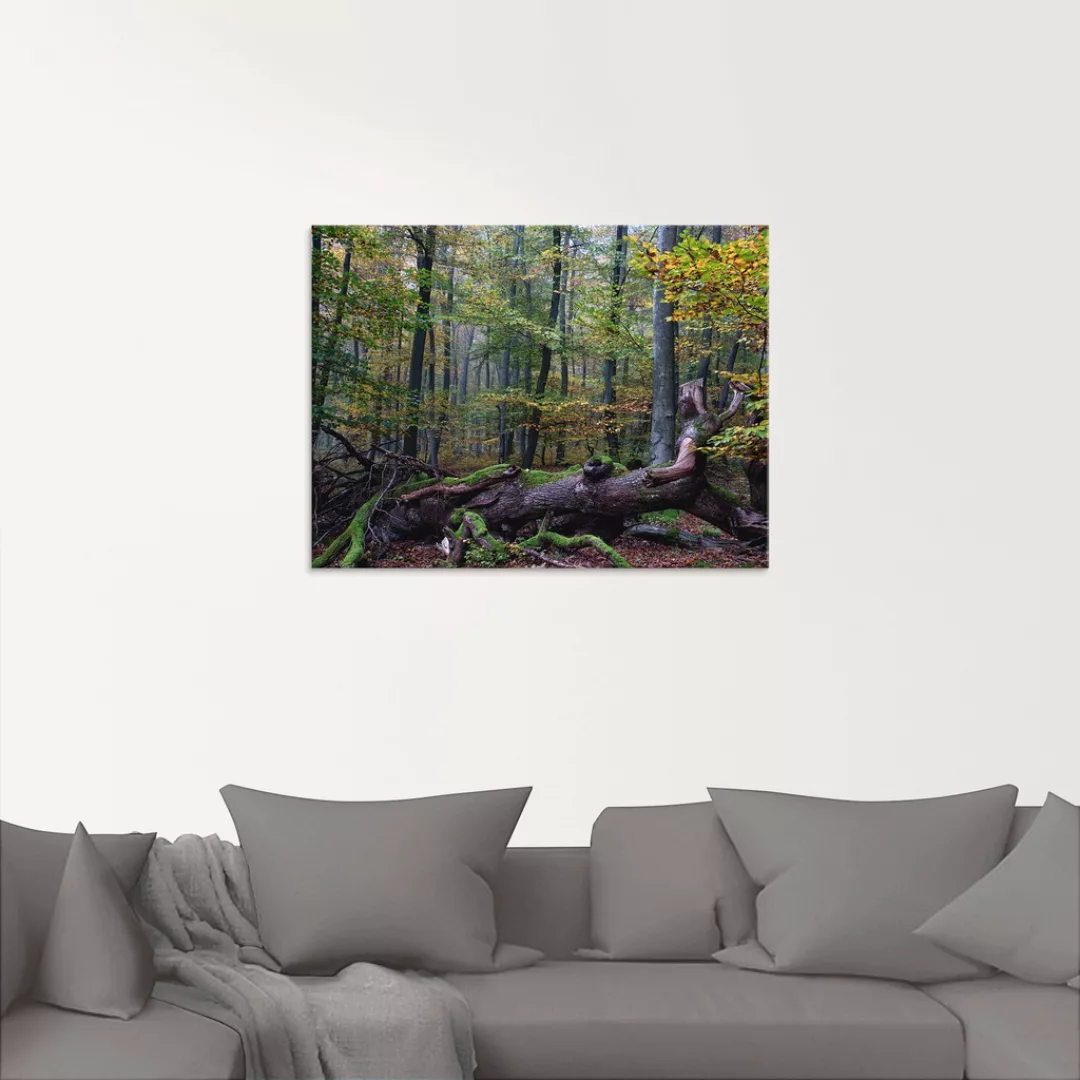 Artland Glasbild »Ein alter Riese, neuer Lebensraum«, Wald, (1 St.), in ver günstig online kaufen