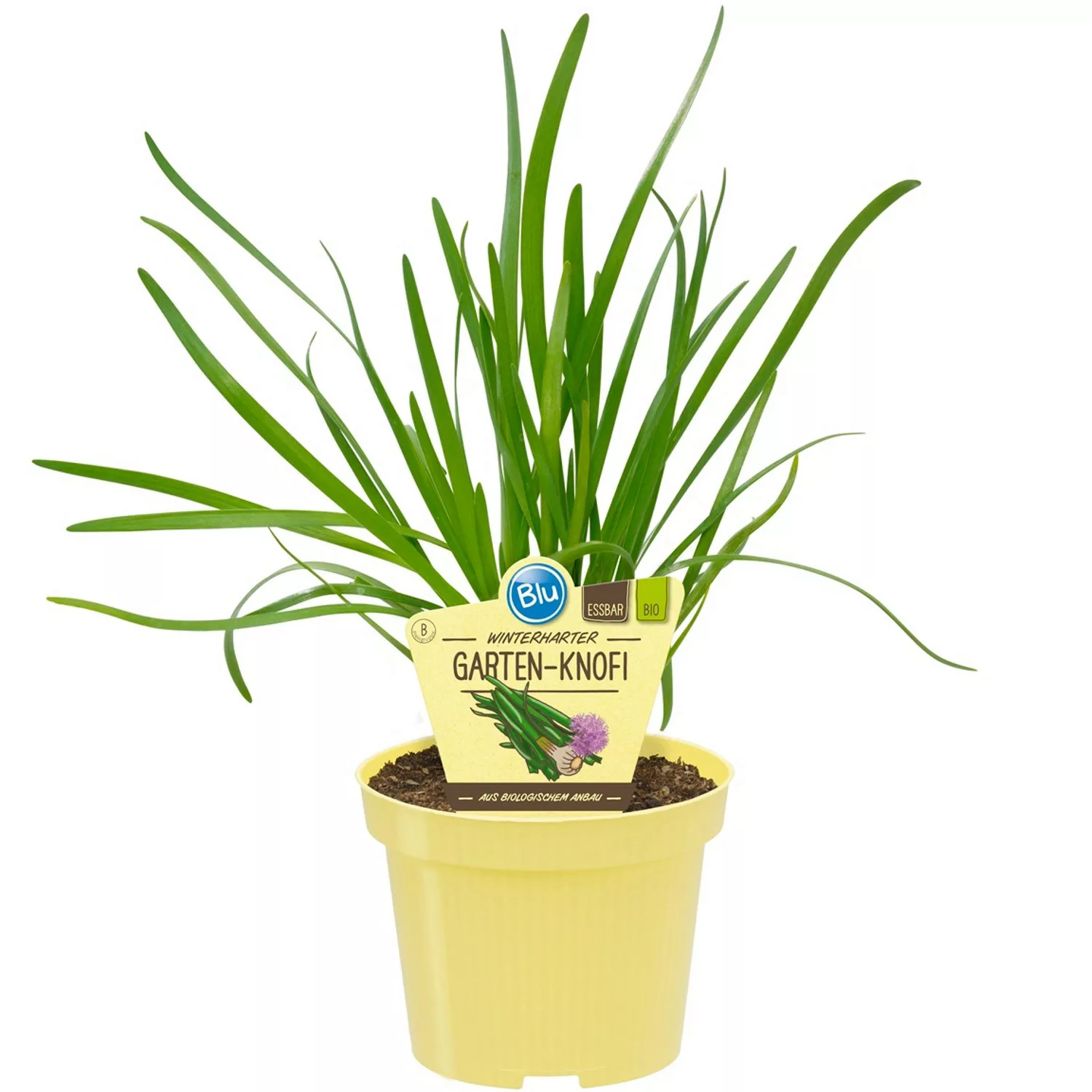 Blu Garten-Knofi Topf-Ø ca. 12 cm Allium günstig online kaufen