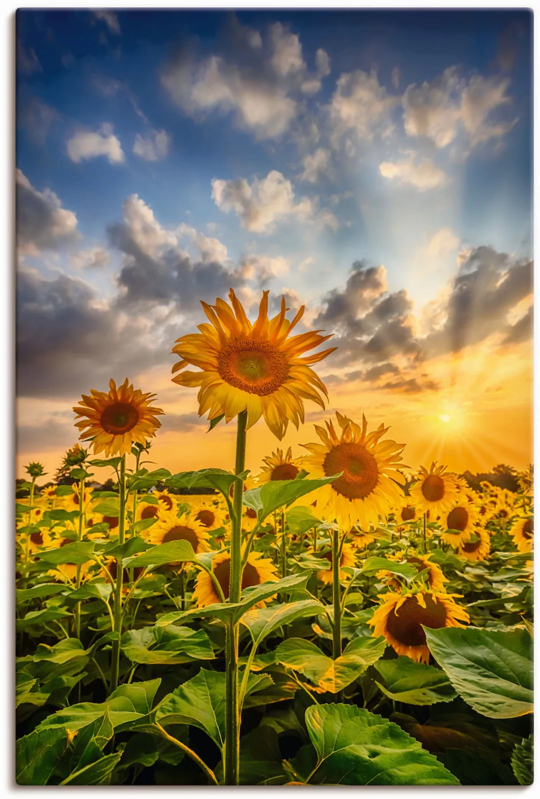 Artland Wandbild "Sonnenblumen im Sonnenuntergang", Blumenbilder, (1 St.), günstig online kaufen