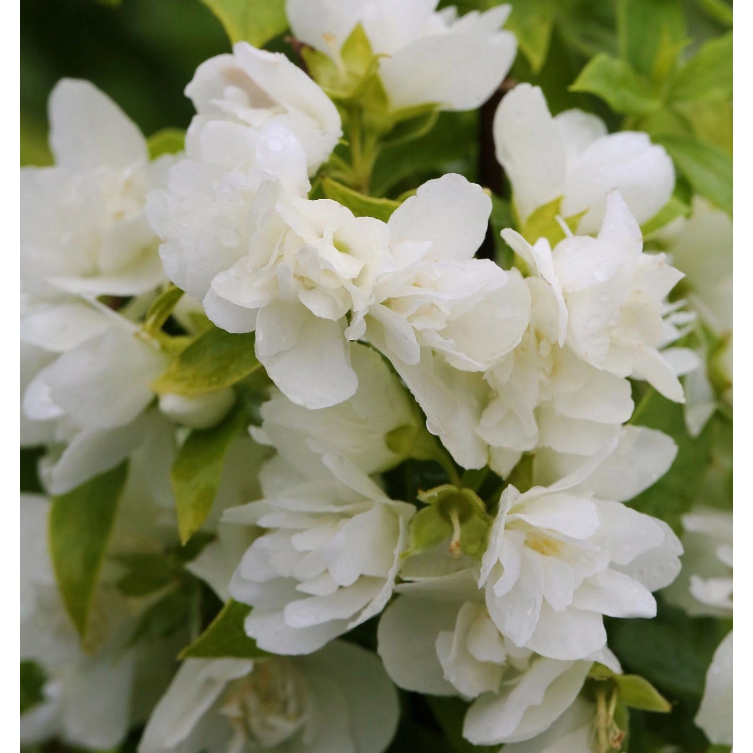 Gartenjasmin Manteau d Hermine 80-100cm - Philadelphus günstig online kaufen