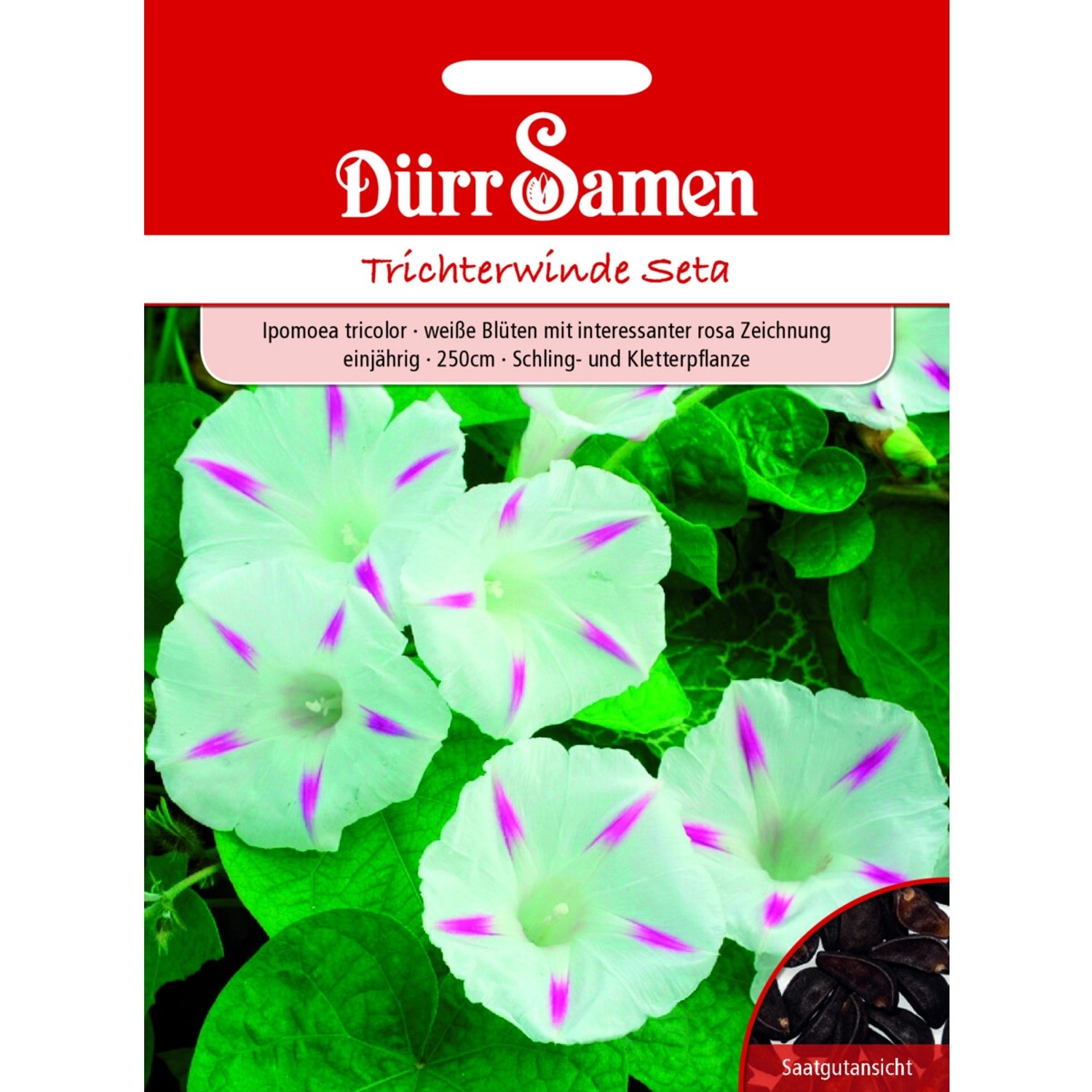 Dürr Samen Trichterwinde Seta Weiß Mit Rosa Zeichnung Saatgut günstig online kaufen