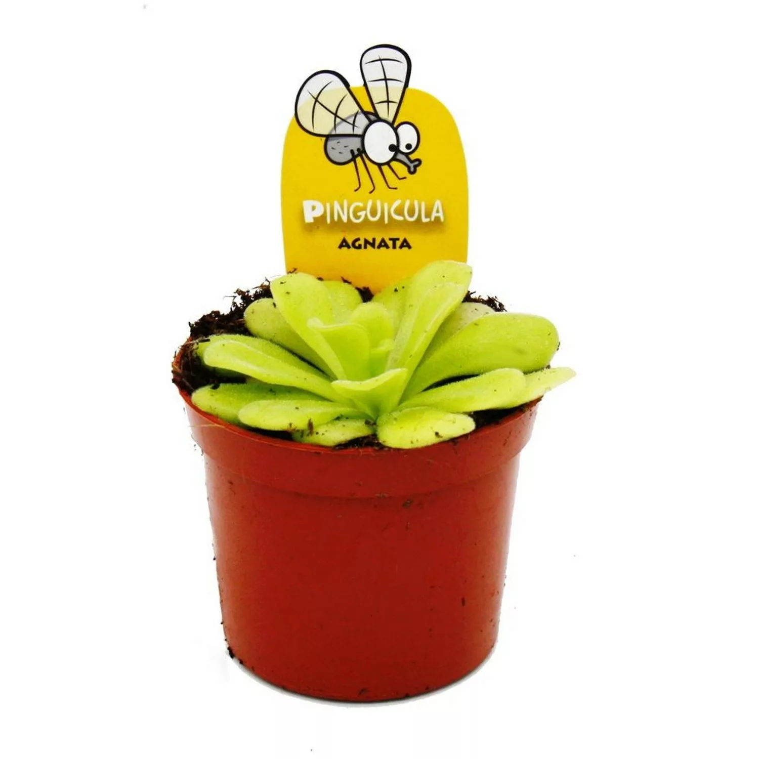 Exotenherz Fleischfressende Pflanze Fettkraut Pinguicula Agnata 9cm Topf günstig online kaufen