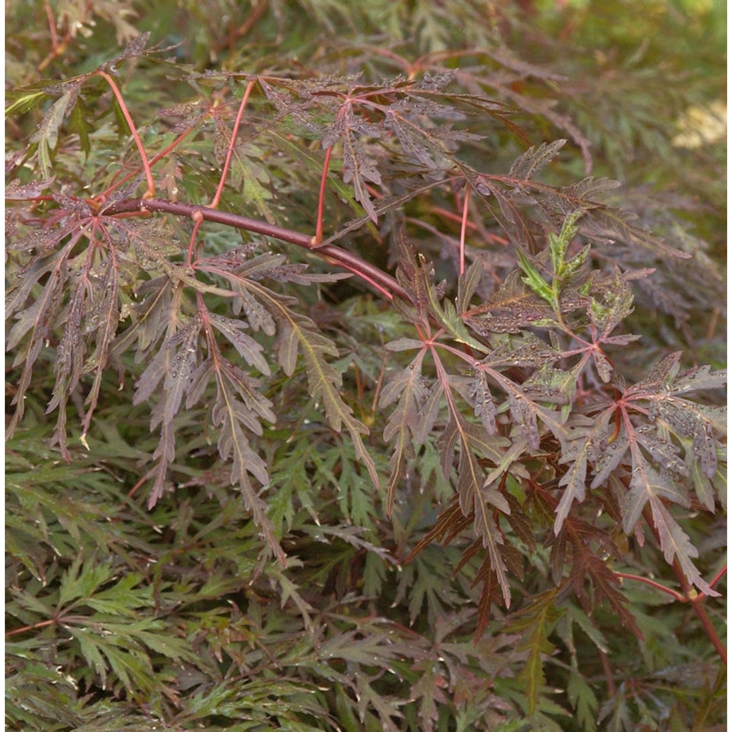 Hochstamm Fächerahorn Orangeola 80-100cm - Acer palmatum günstig online kaufen