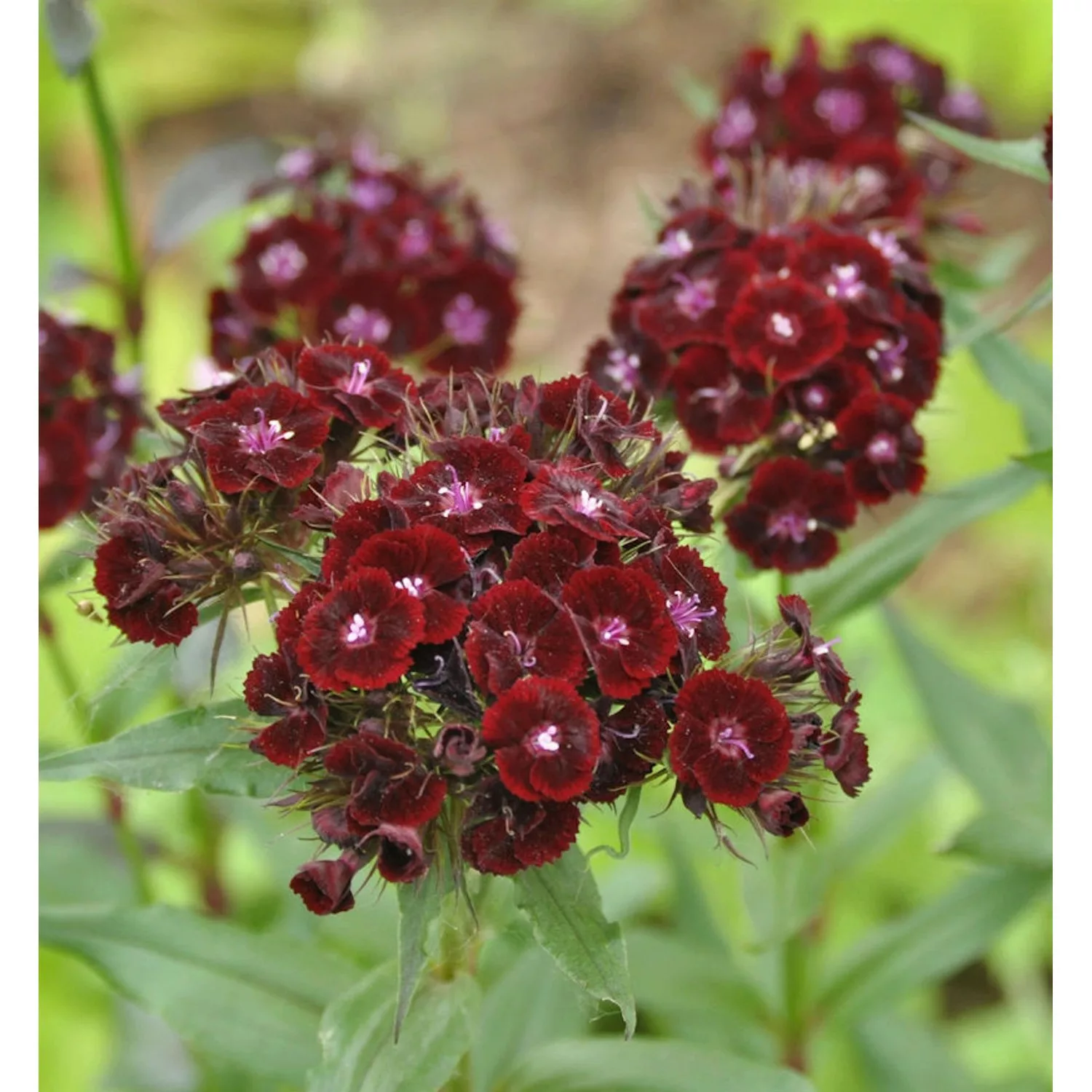 Bartnelke Sooty - Dianthus barbatus günstig online kaufen