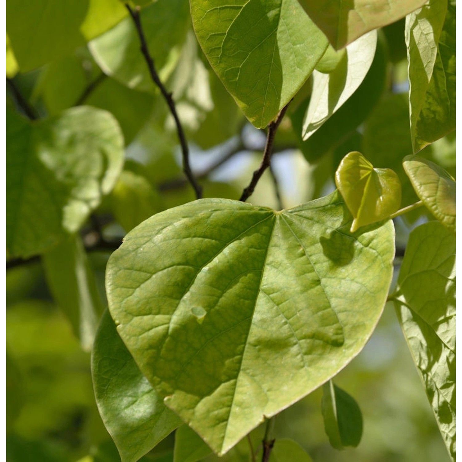 Kanadischer Judasbaum 80-100cm - Cercis canadensis günstig online kaufen