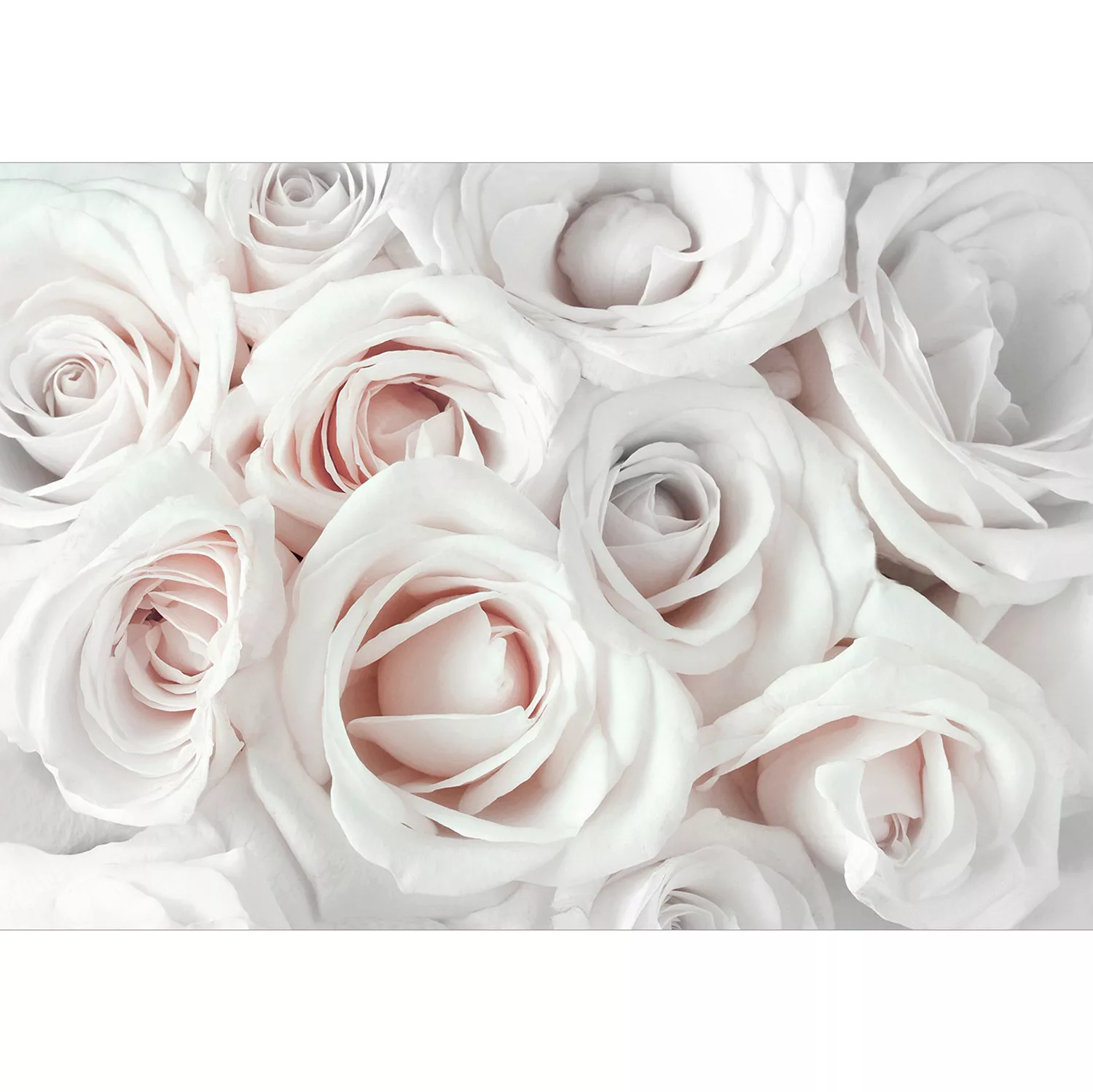 Selbstklebende Fototapete - Satin Rose (pink) günstig online kaufen