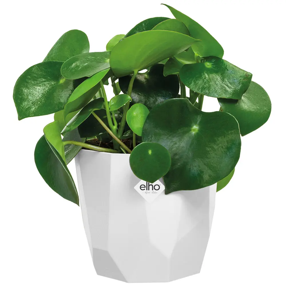 Blumentopf b for rock Weiß 14x13cm 1,5L günstig online kaufen