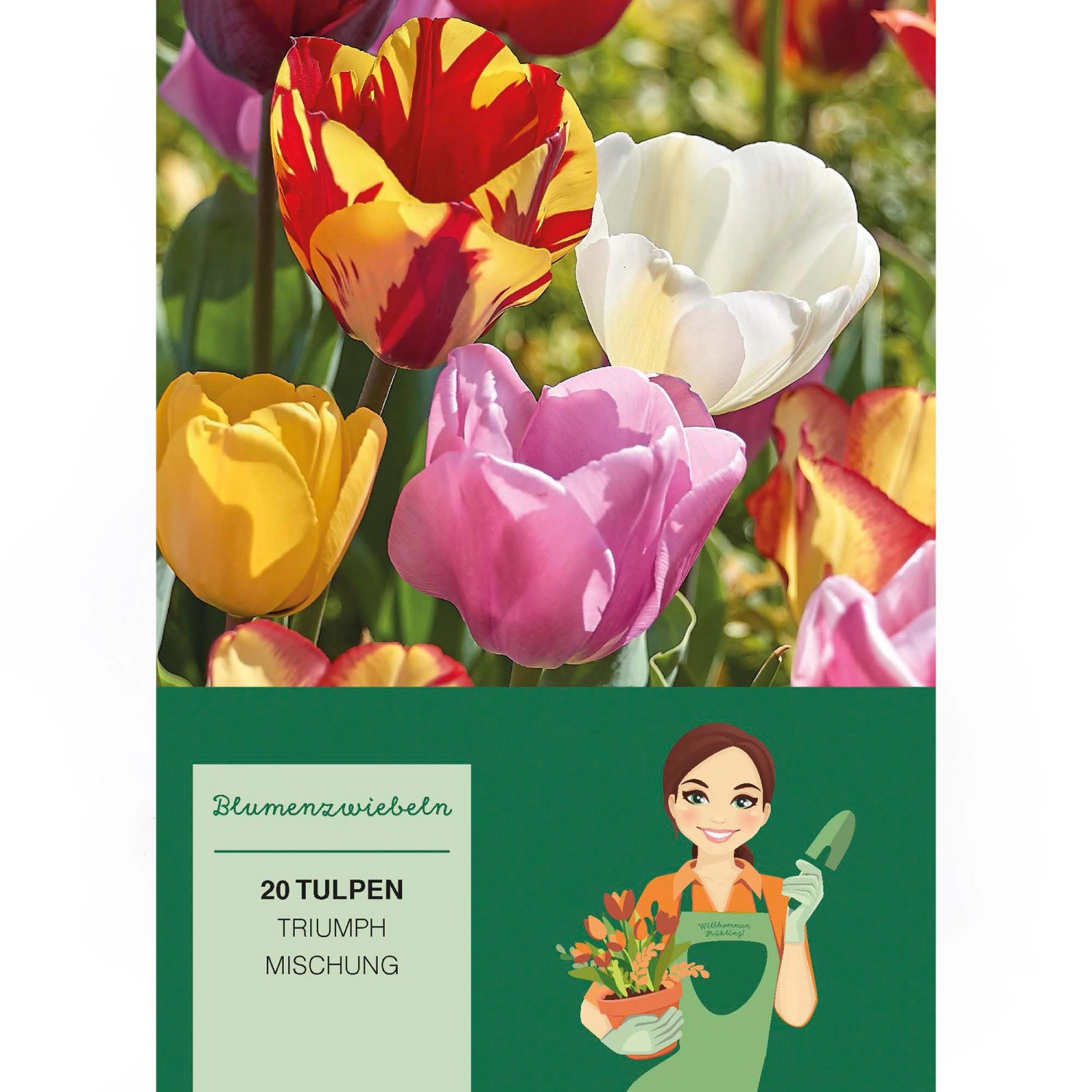 Tulipa Triumph Mischung  20 Stück Tulipa triumph Mixed günstig online kaufen