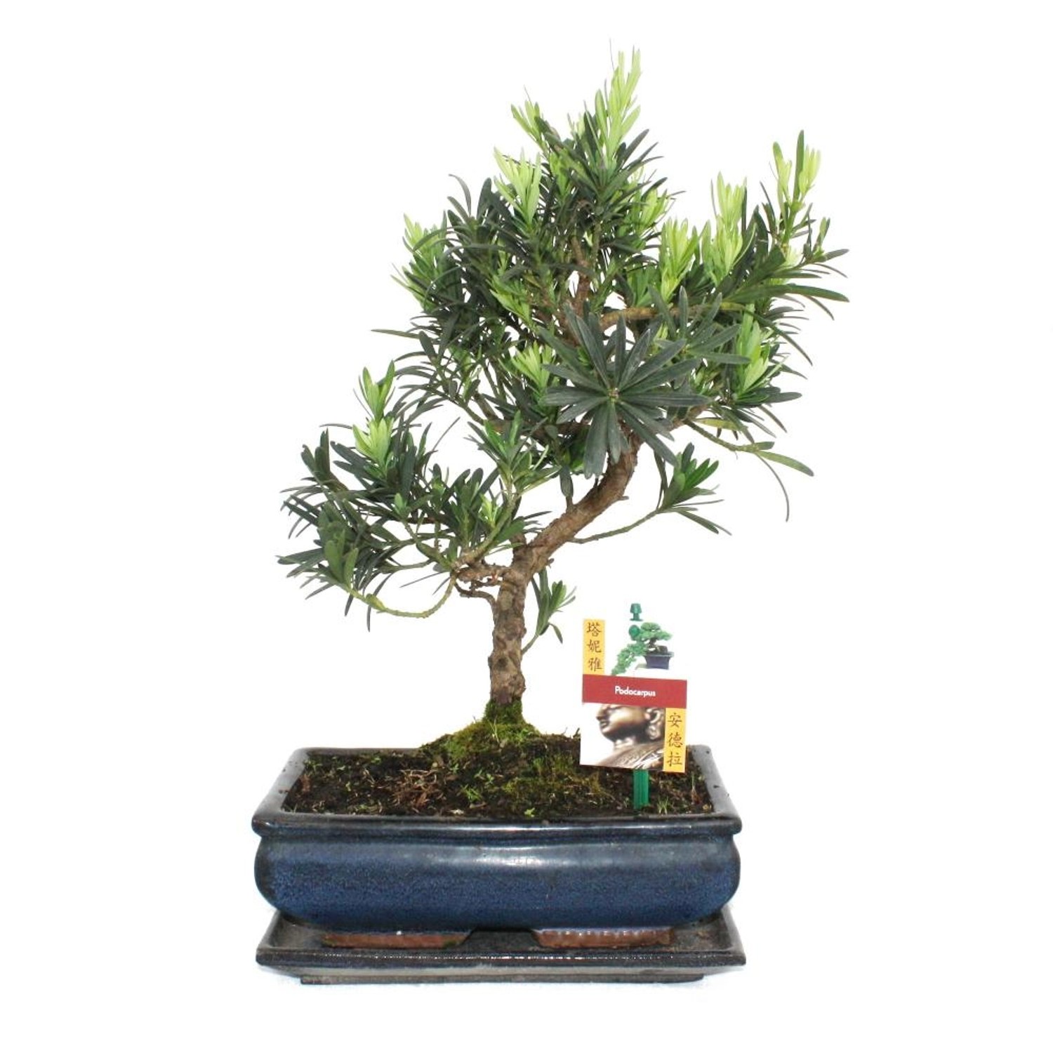 Exotenherz Bonsai Steineibe Podocarpus Macrophyllus ca. 10 Jahre günstig online kaufen