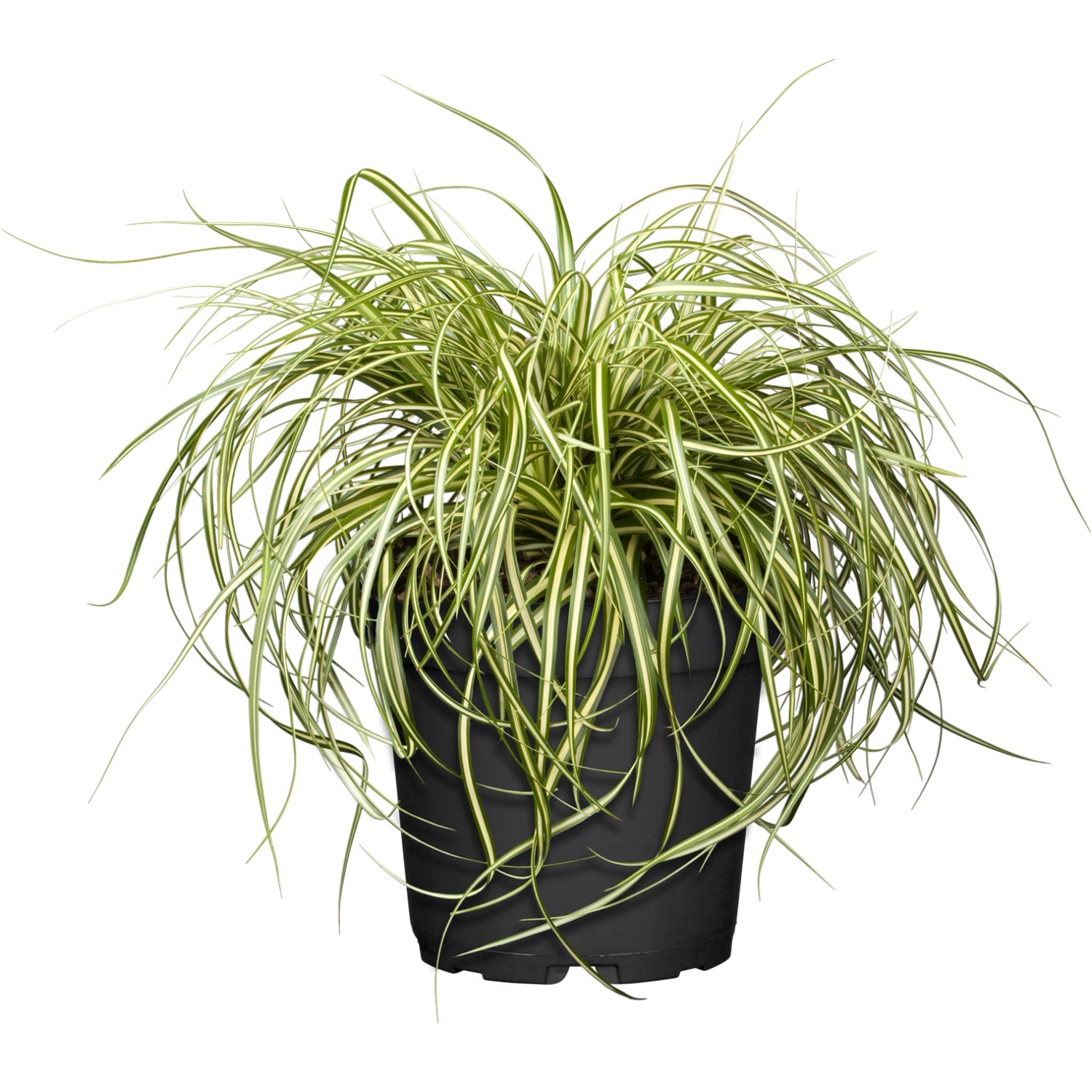 GROW by OBI Garten Segge Evergold Topf-Ø ca. 16 cm Carex günstig online kaufen