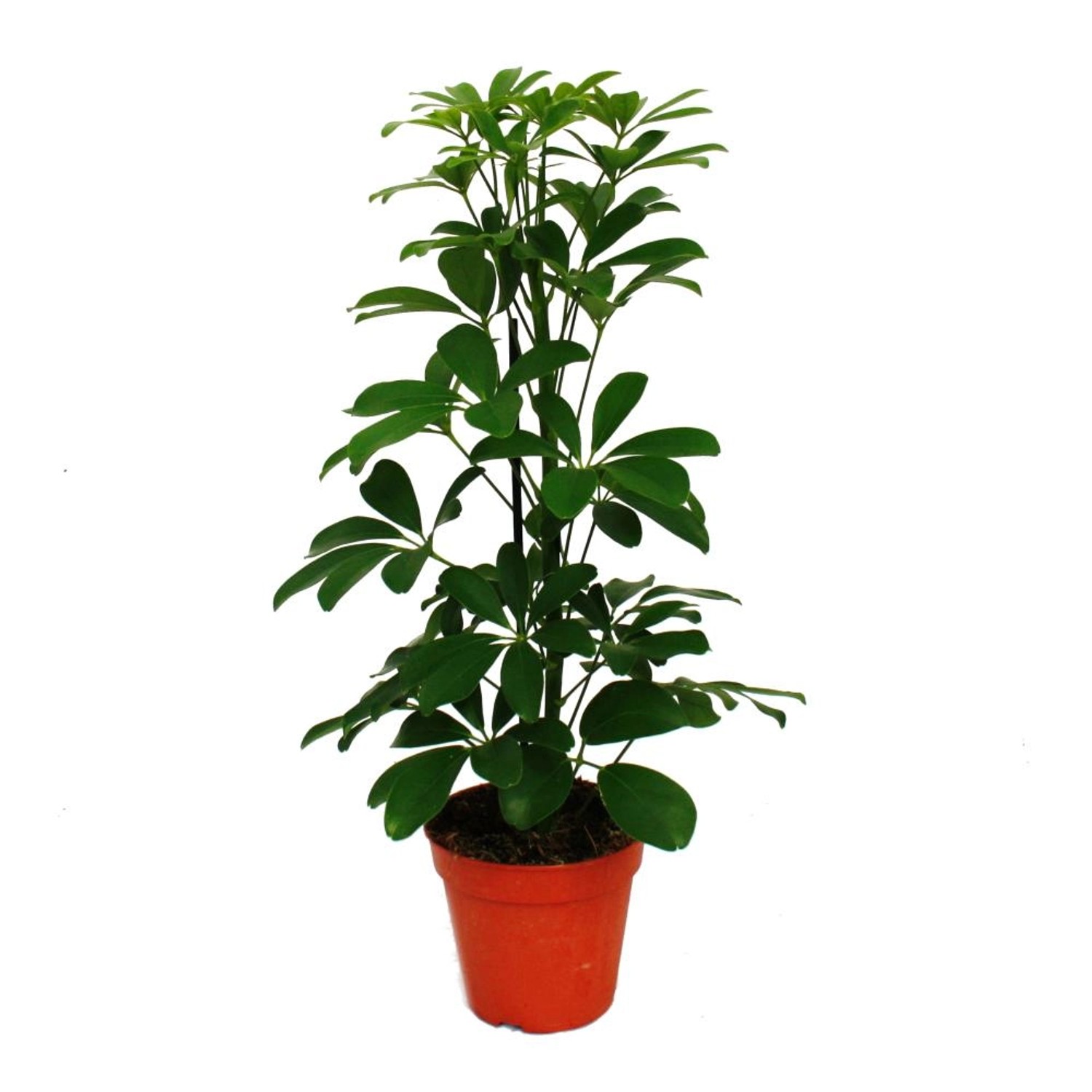 Exotenherz Strahlenaralie Schefflera Grünlaubig 12cm Topf Zimmerpflanze ca. günstig online kaufen