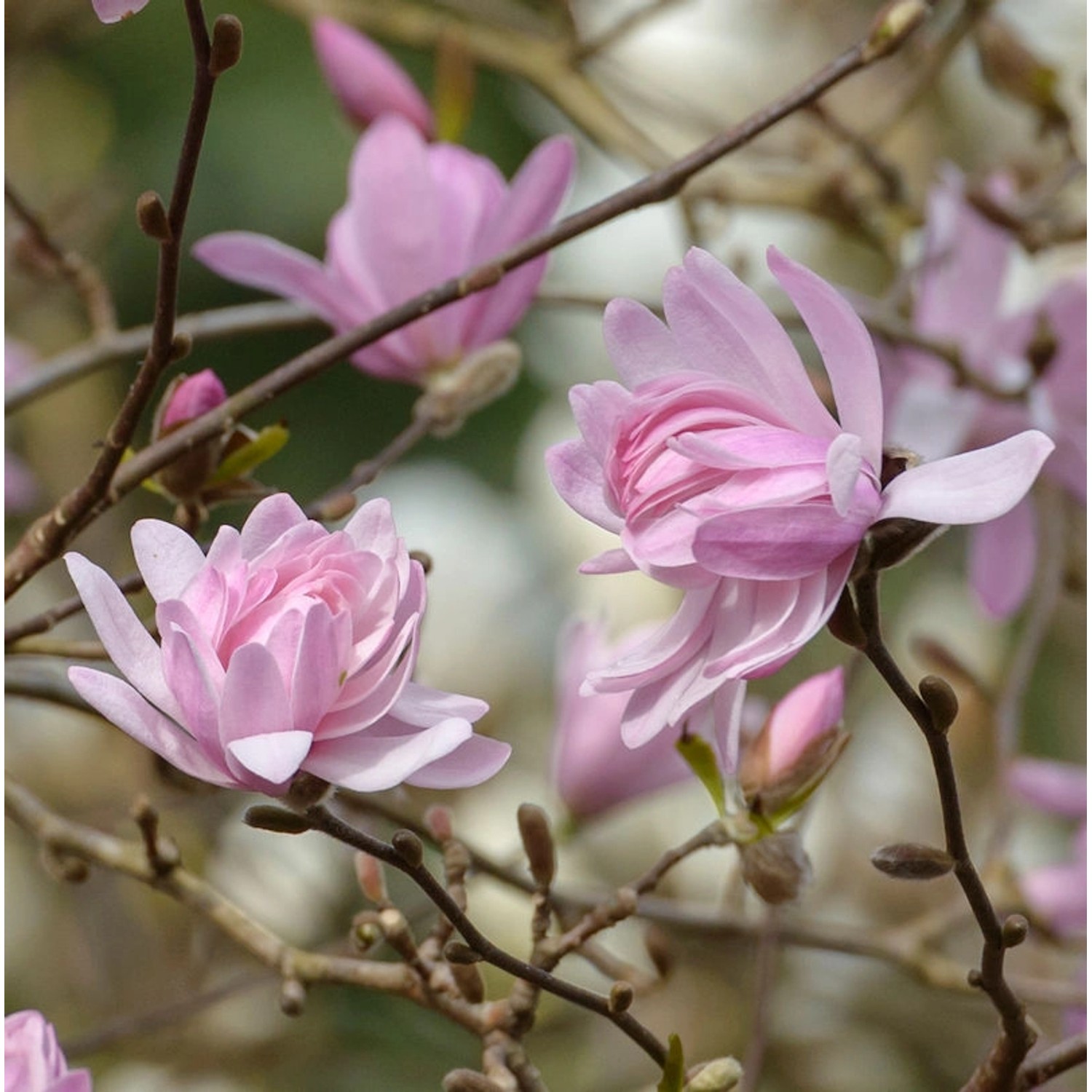 Kleine Sternmagnolie Georg Henry Kern 100-125cm - Magnolia stellata günstig online kaufen