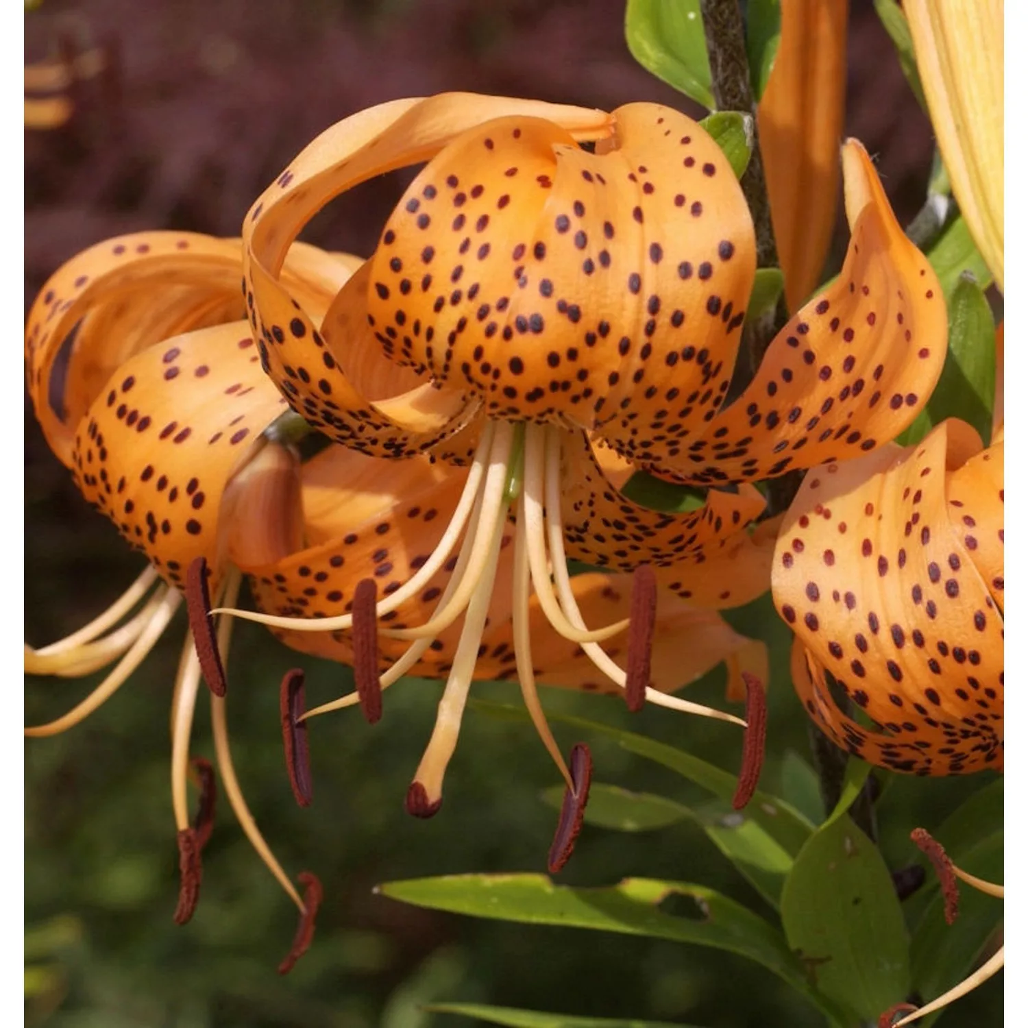 Tiger Lilie - Lilium lancifolium günstig online kaufen