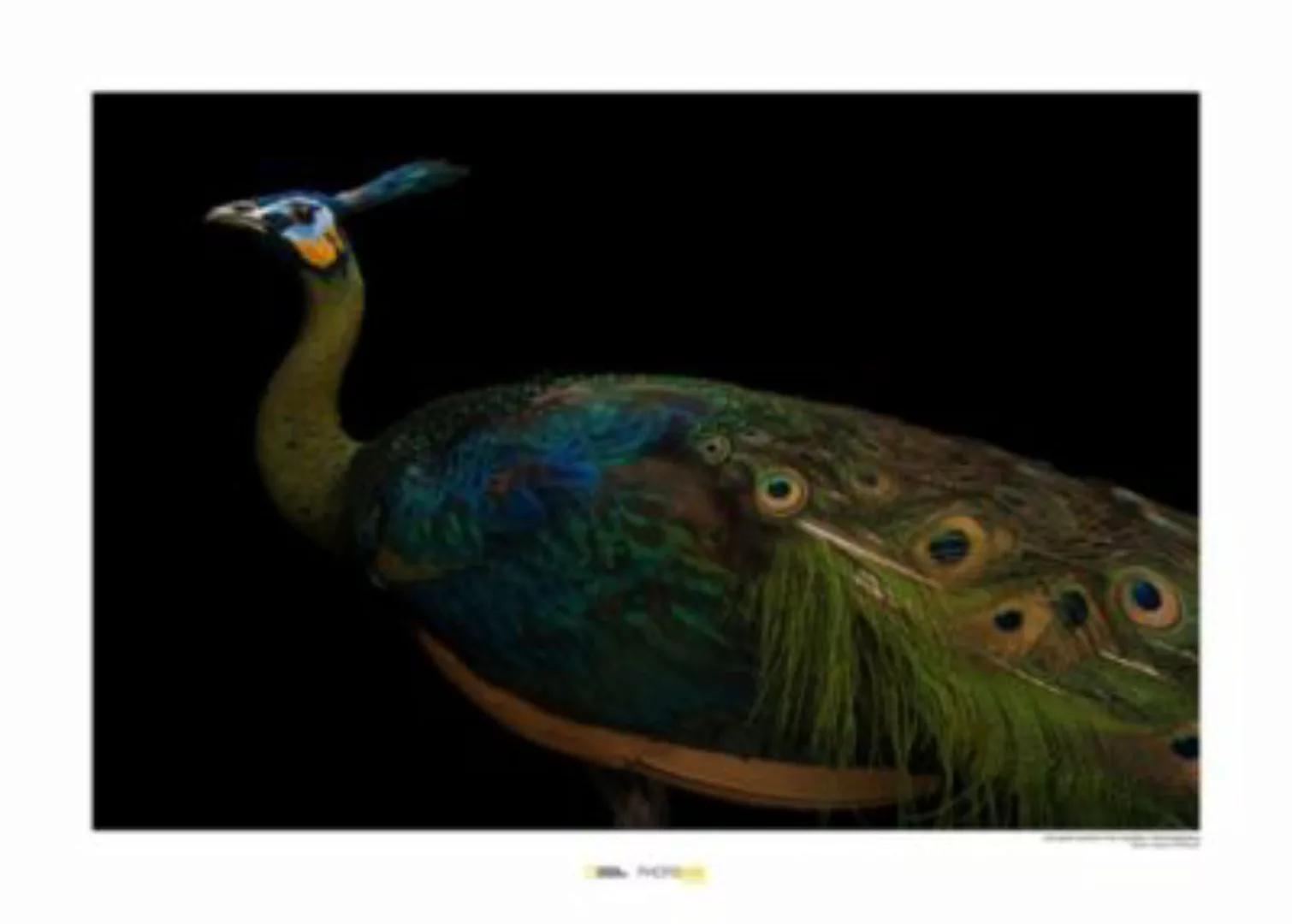 KOMAR Wandbild - Java Green Peafowl - Größe: 70 x 50 cm mehrfarbig Gr. one günstig online kaufen