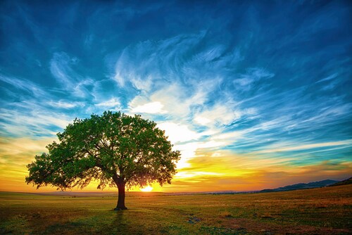 Papermoon Fototapete »Baum in Landschaft« günstig online kaufen