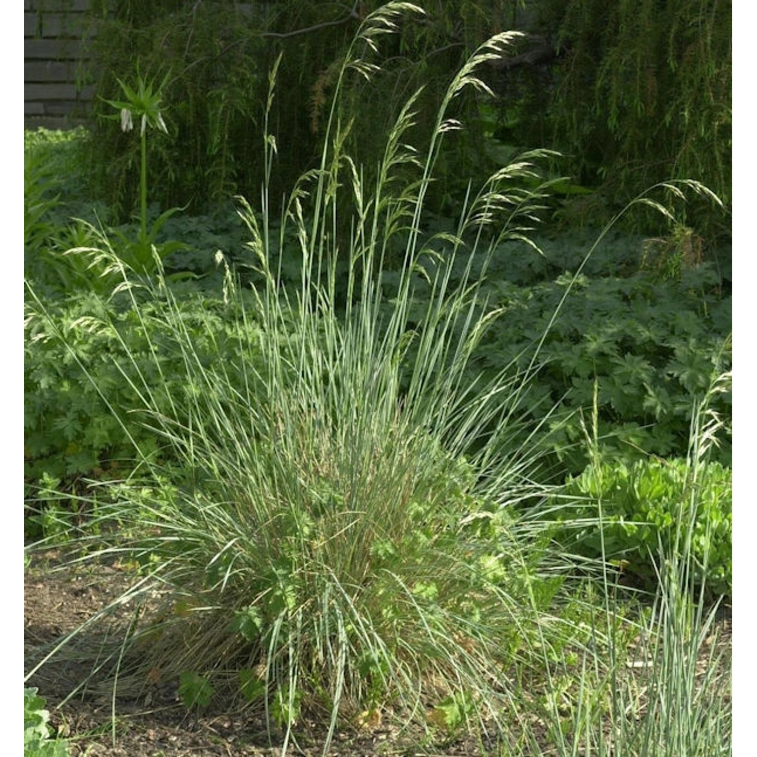 Blaustrahlhafer - großer Topf - Helictotrichon sempervirens günstig online kaufen