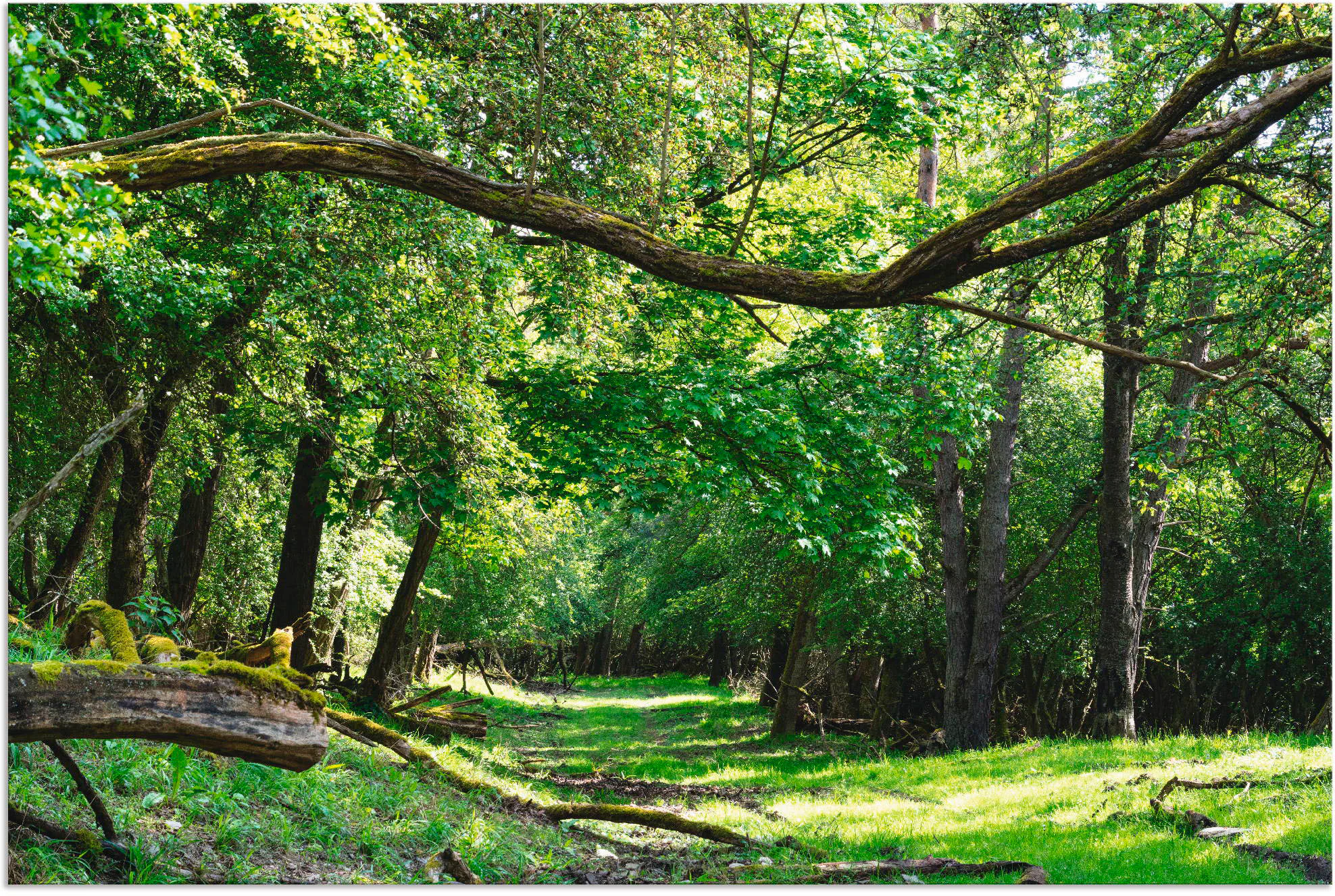 Artland Wandbild "Auf grünem Weg durch den grünen Wald", Wald, (1 St.), als günstig online kaufen