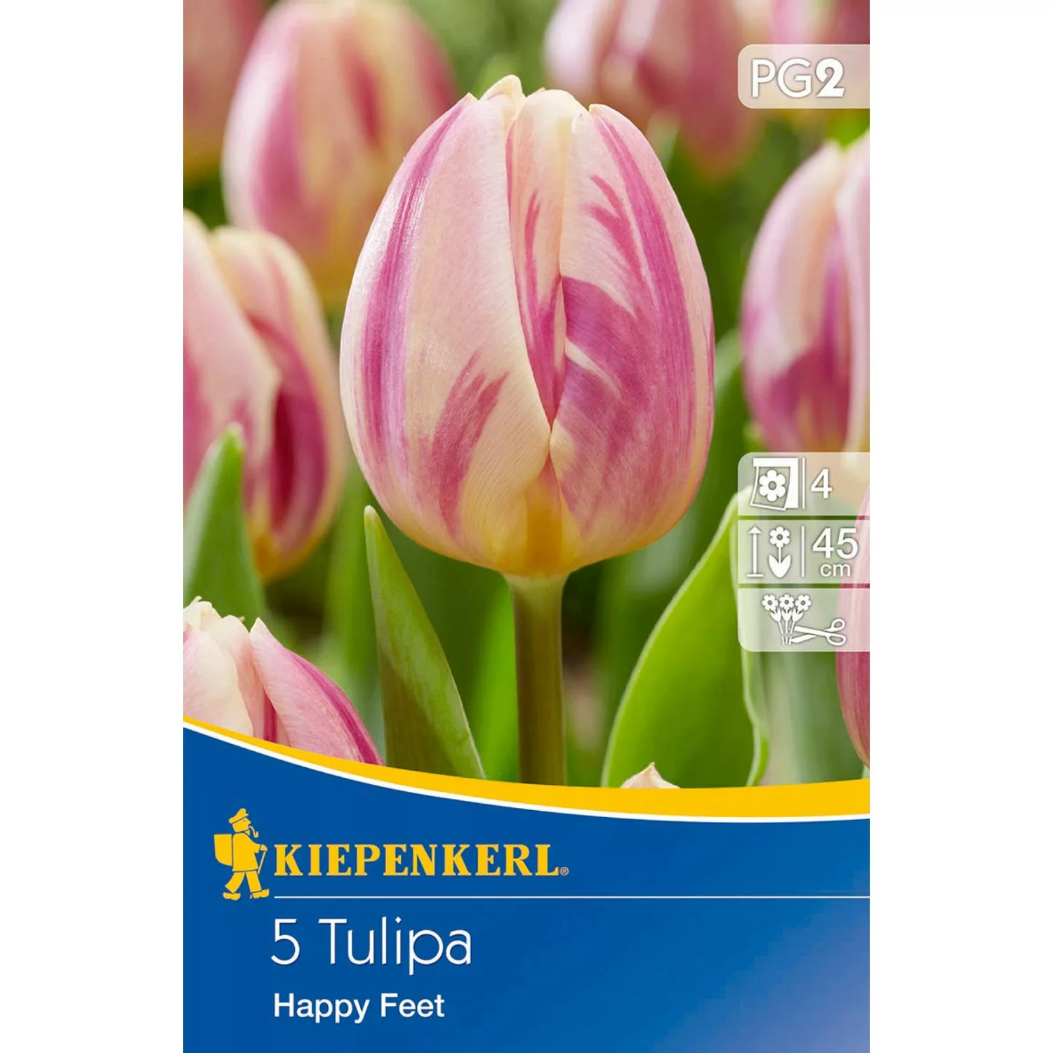 Kiepenkerl Blumenzwiebel Tulpe Happy Feet Lachsfarben 5 Stück Tulipa x hybr günstig online kaufen